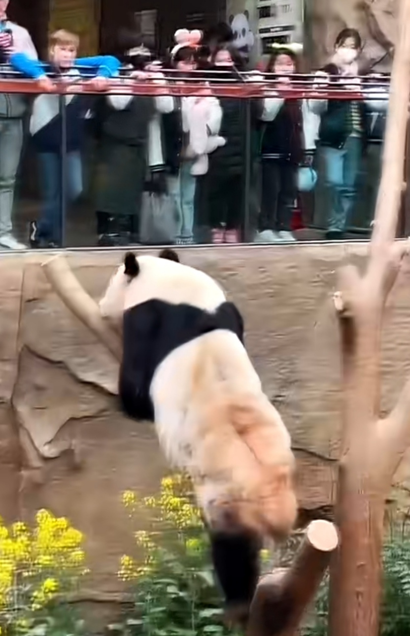 乐宝熊皮大衣开线了