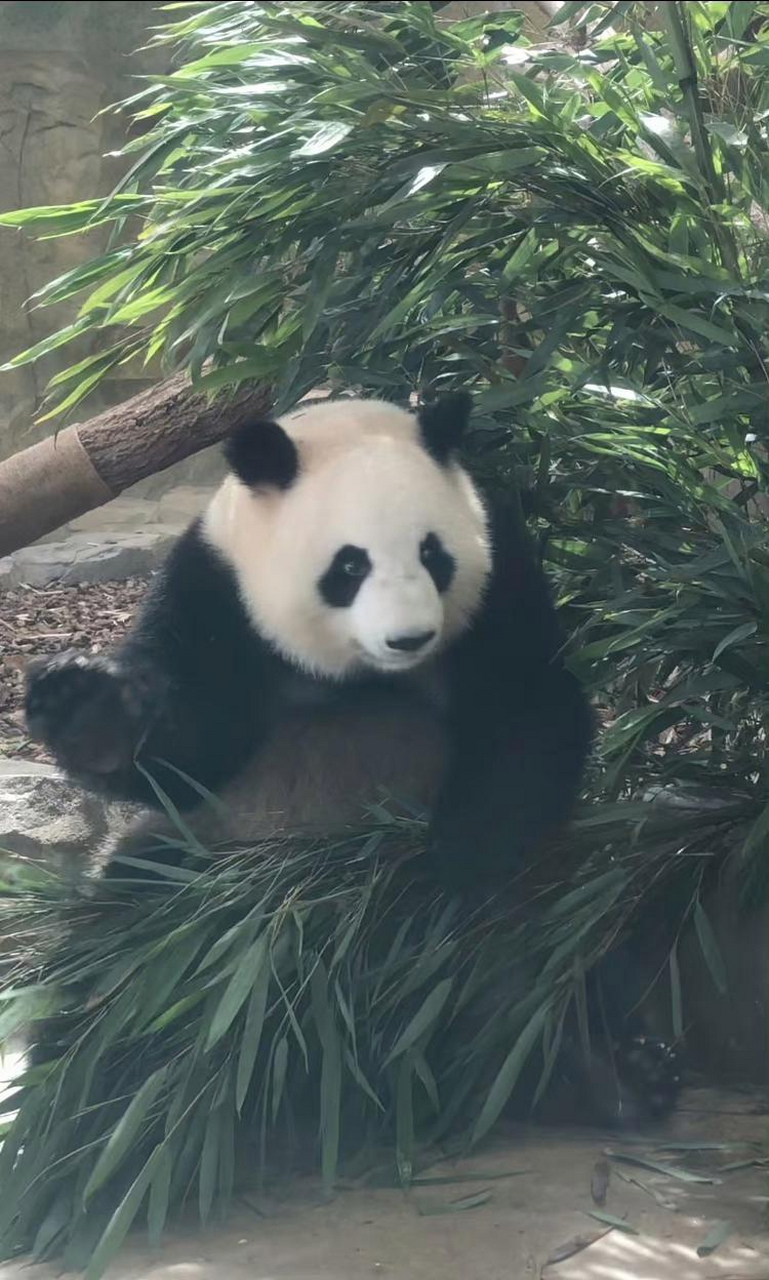 这就是谭爷爷的心上熊淼淼,可谓倾国倾城[庆祝][赞同][鲜花]