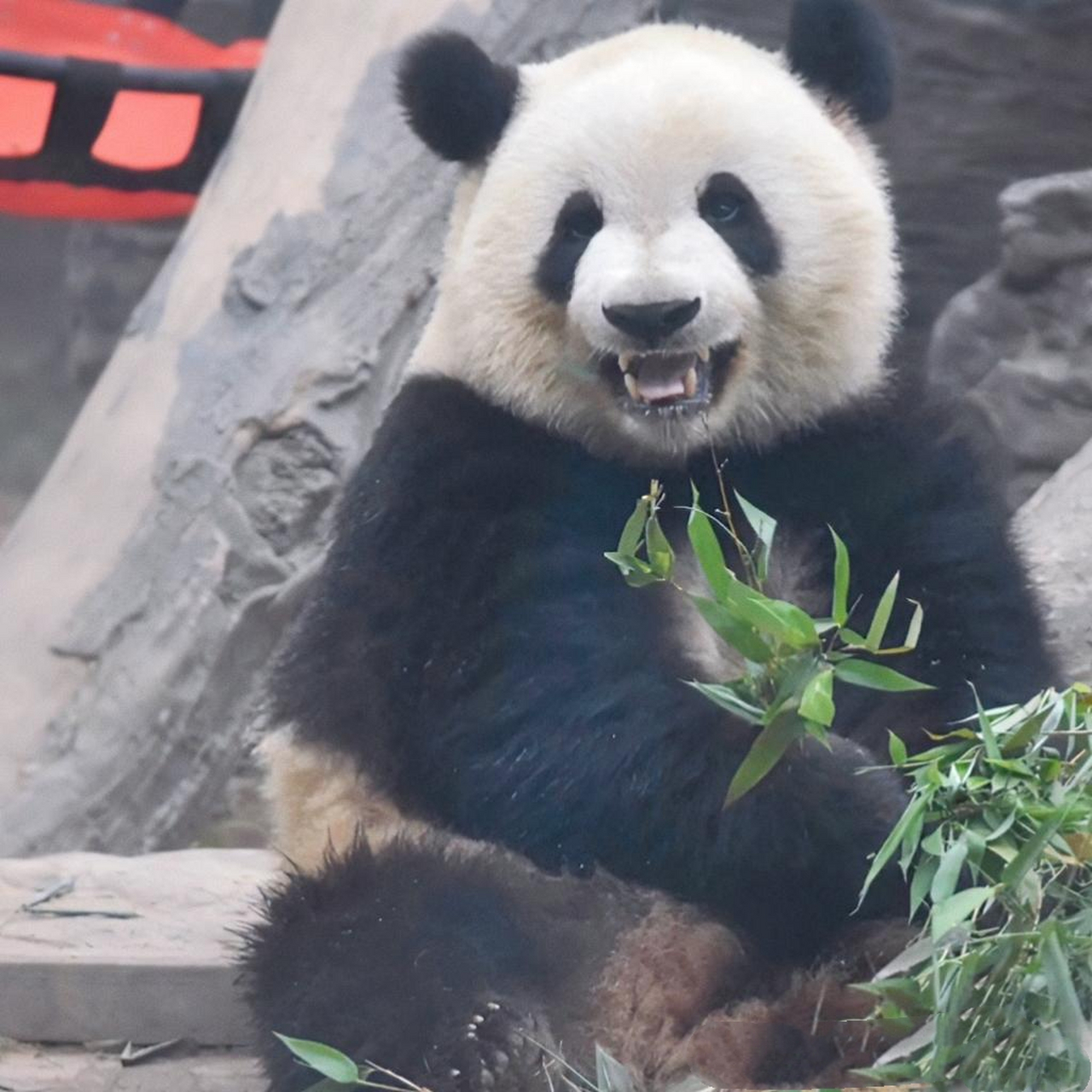 萌兰的笑容,治愈你所有的不开心[开心][心]