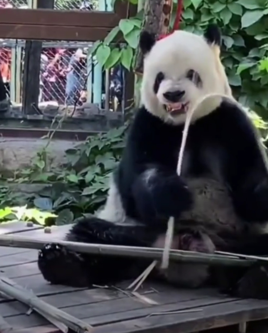 萌二掰竹子经典场面,不要忘记萌二哦!要常常来看萌二[比心]