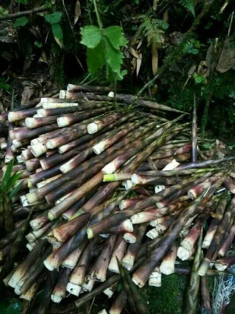 大熊猫爱吃什么竹子  冷箭竹和缺苞箭竹.