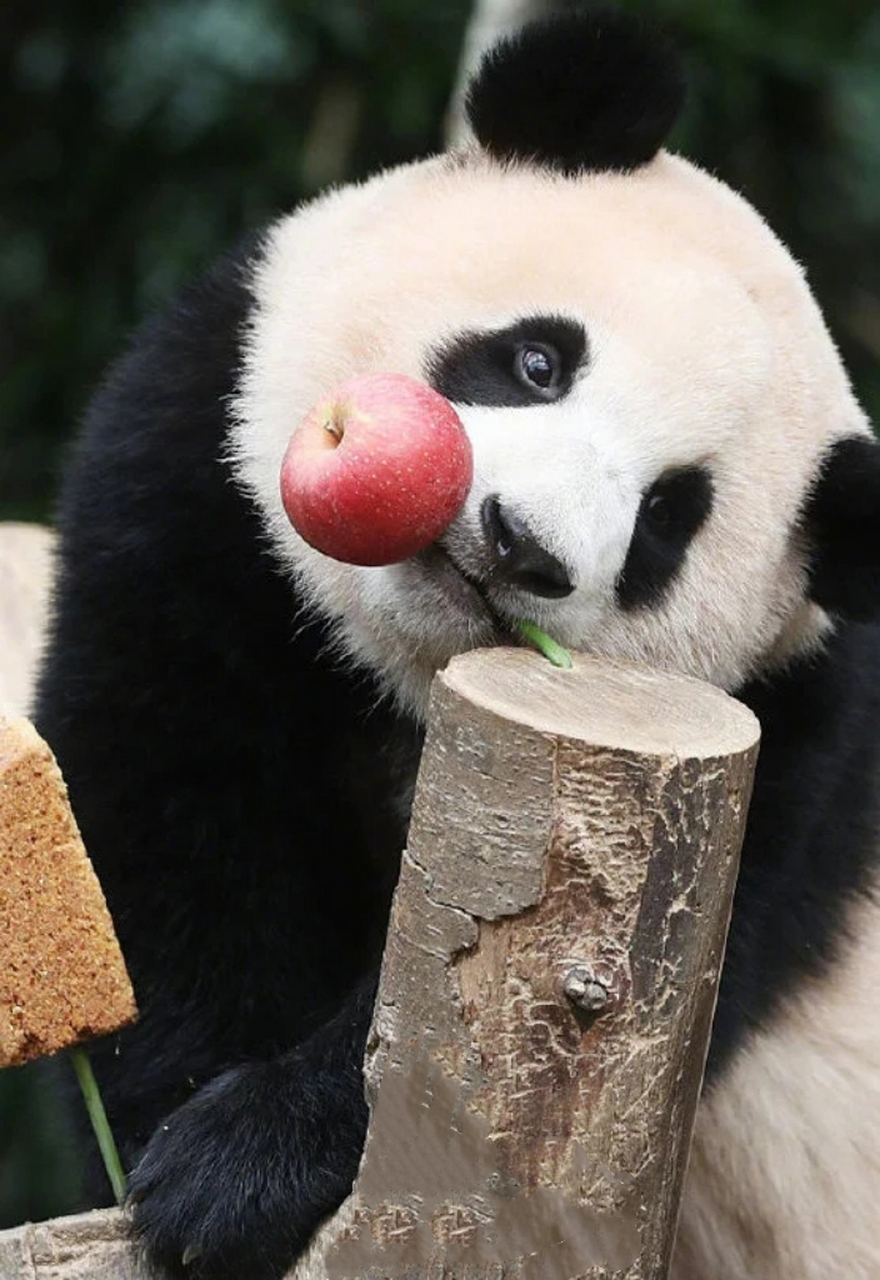 可爱的小福宝,可甜可咸90