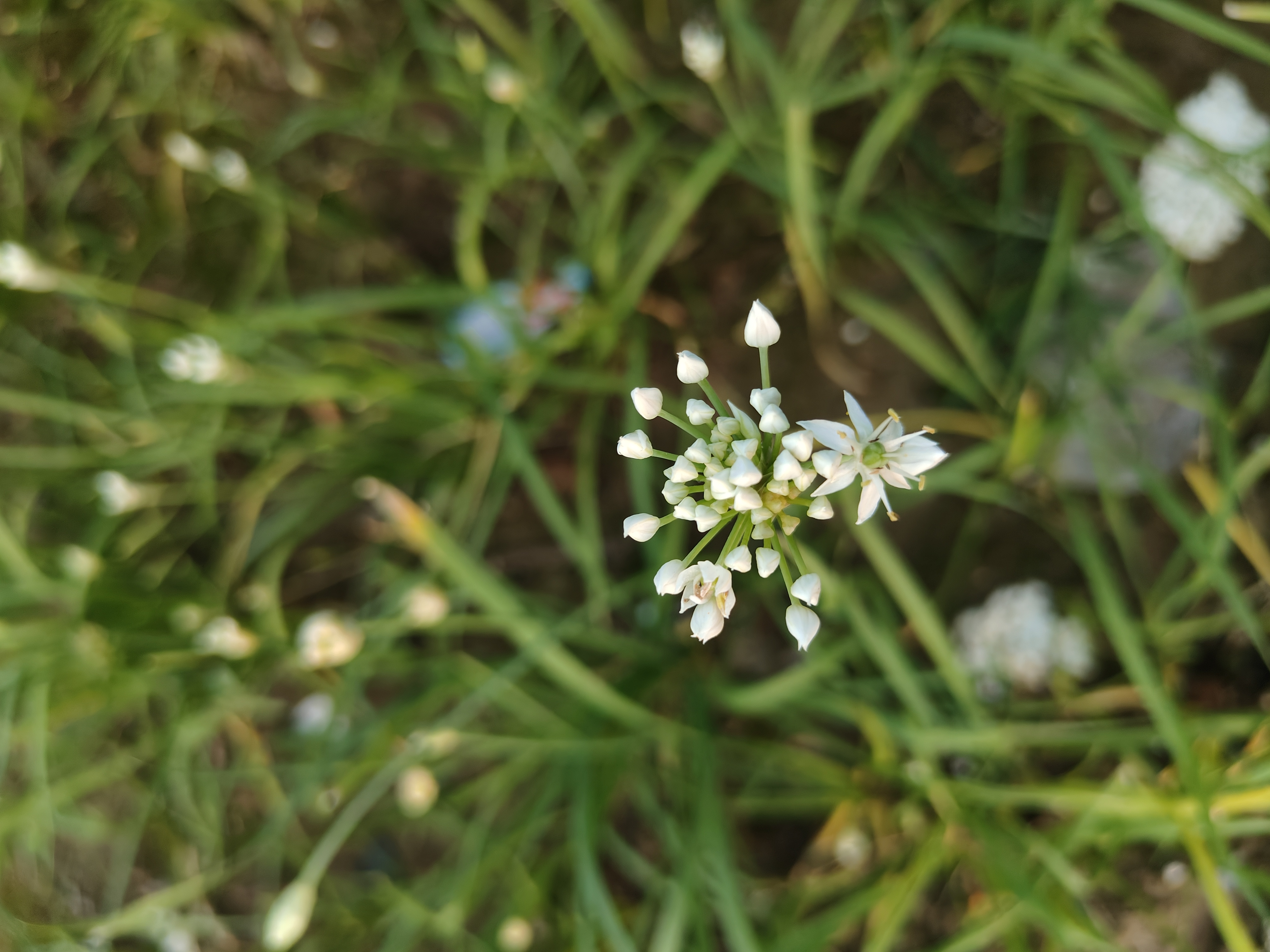 秋天的韭菜开花了, 淡淡的花儿有种秀气 让人心头涌起一股暖意.