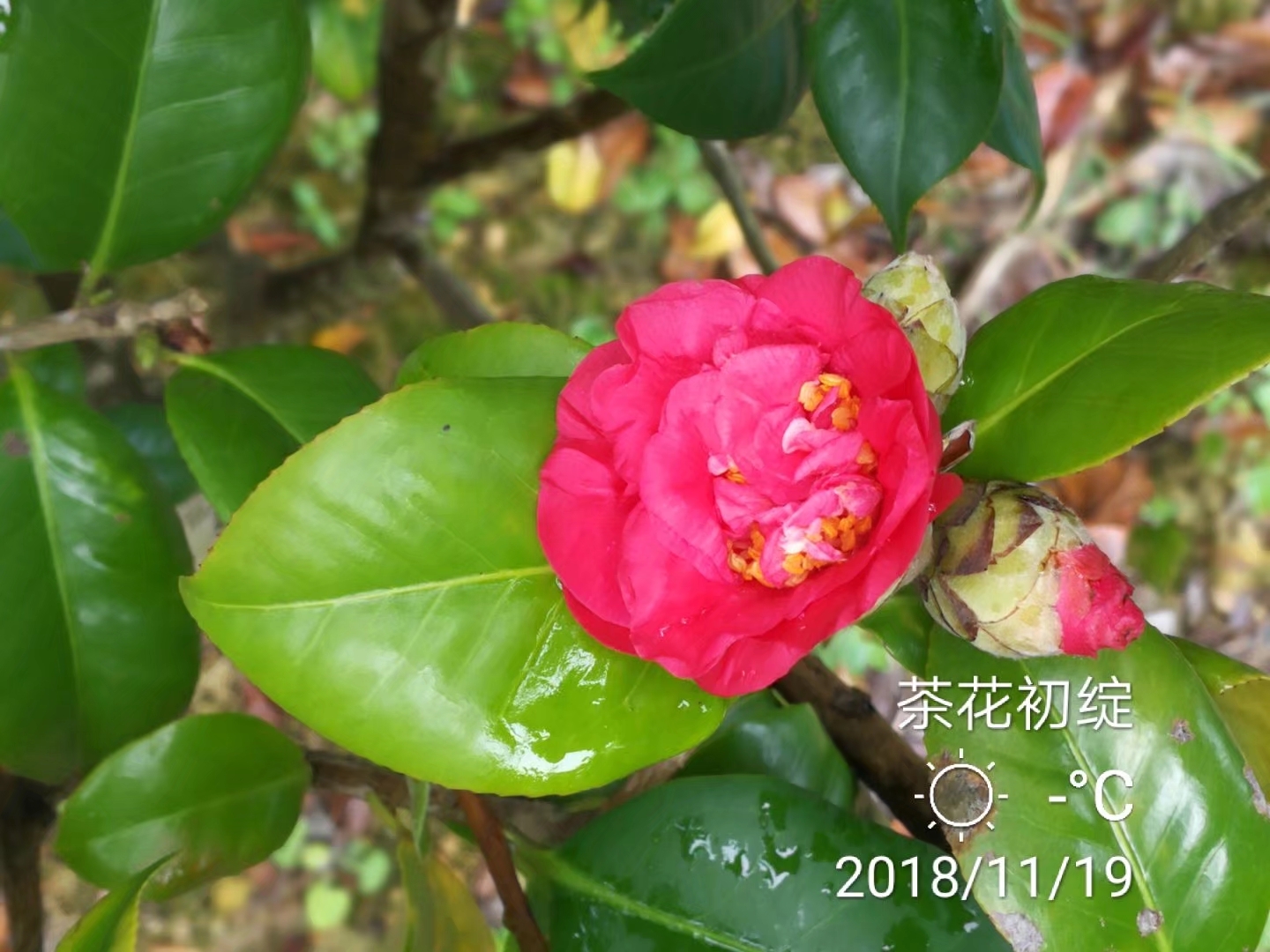 港曙光茶花图片