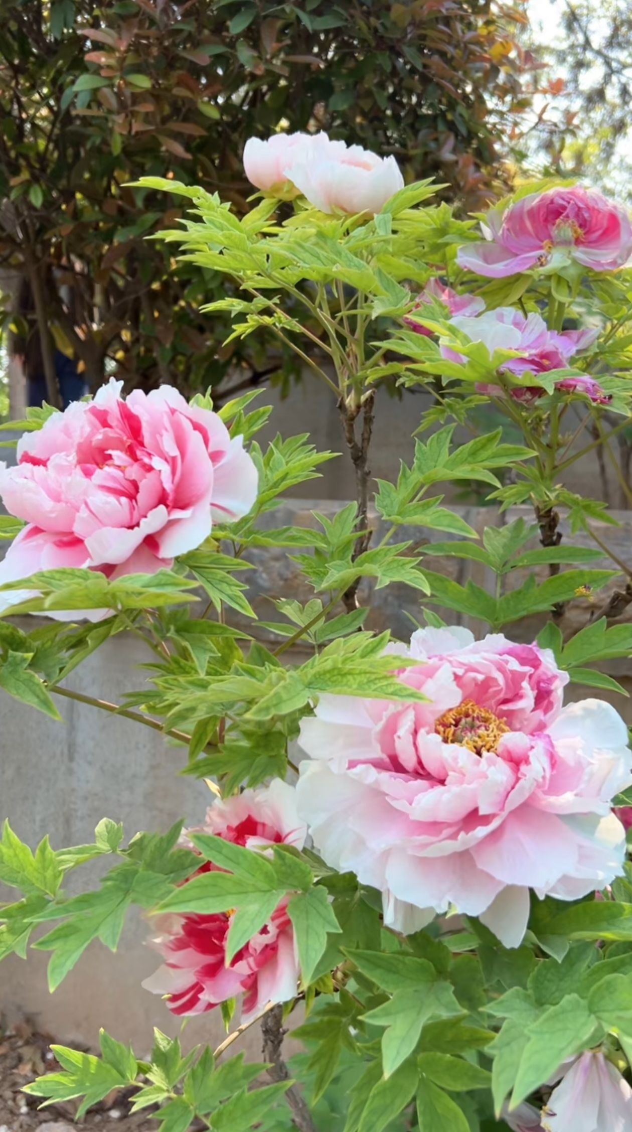 花花草草的图片唯美图片