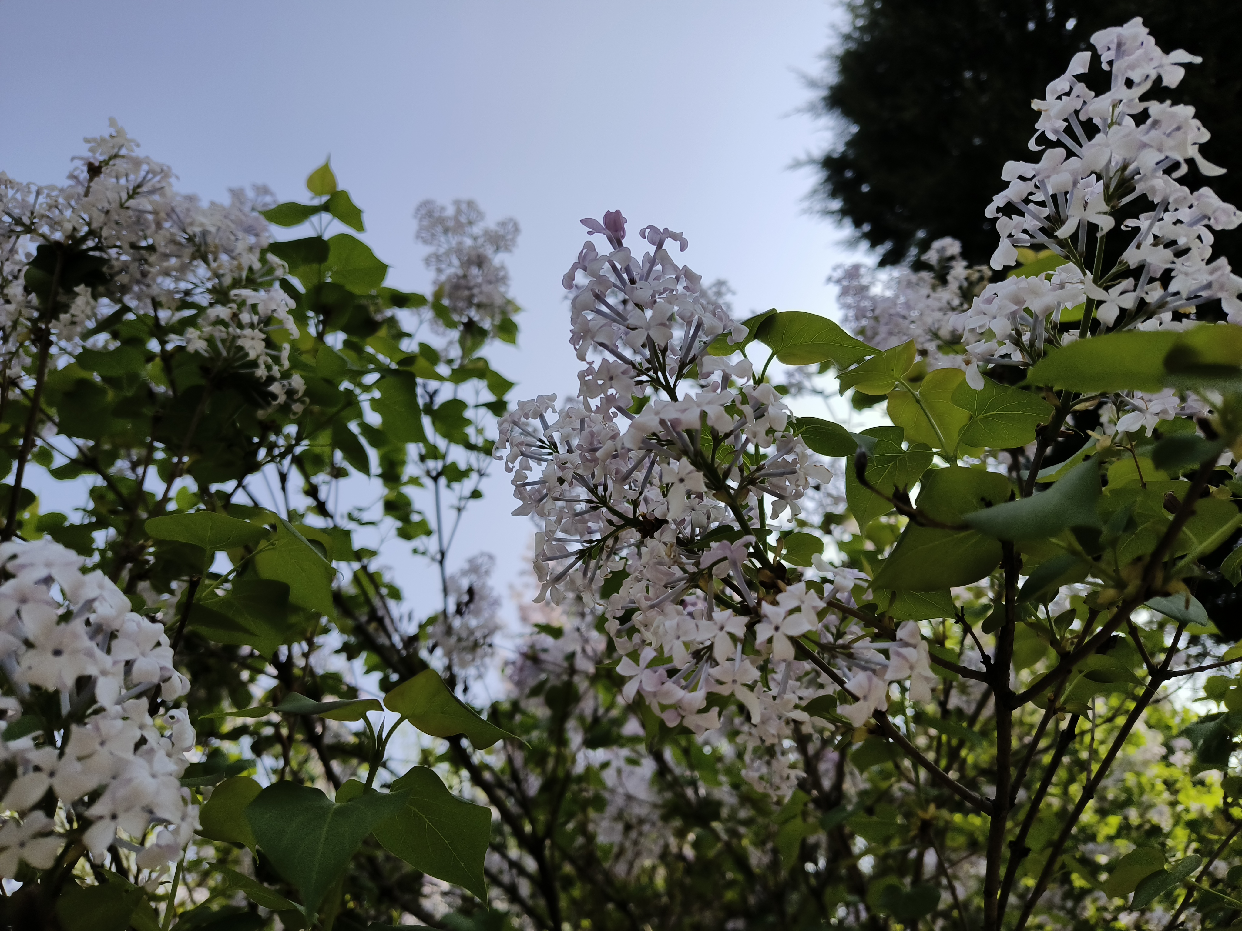 白色丁香花