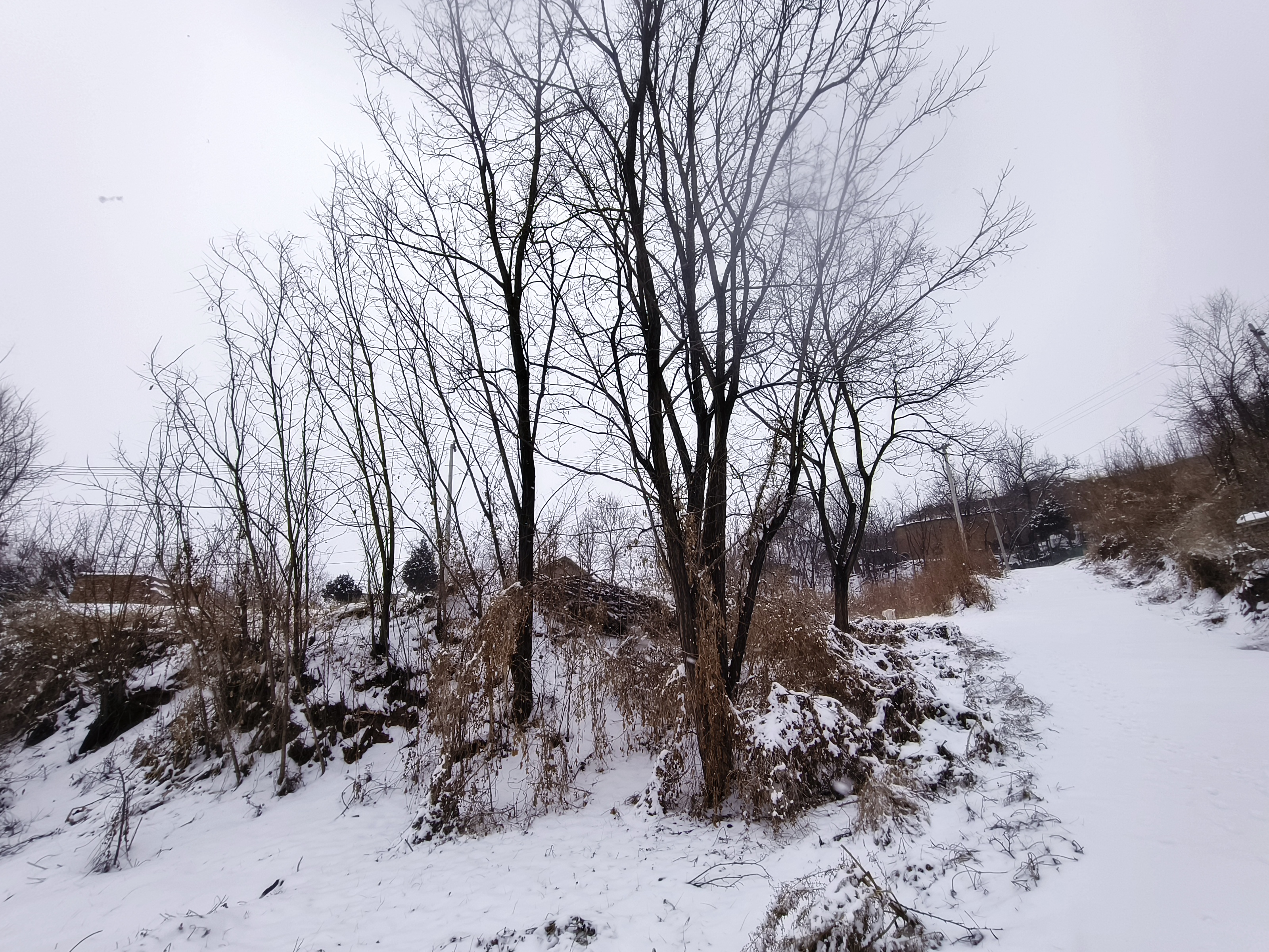 乡村大雪纷飞雪景图片图片