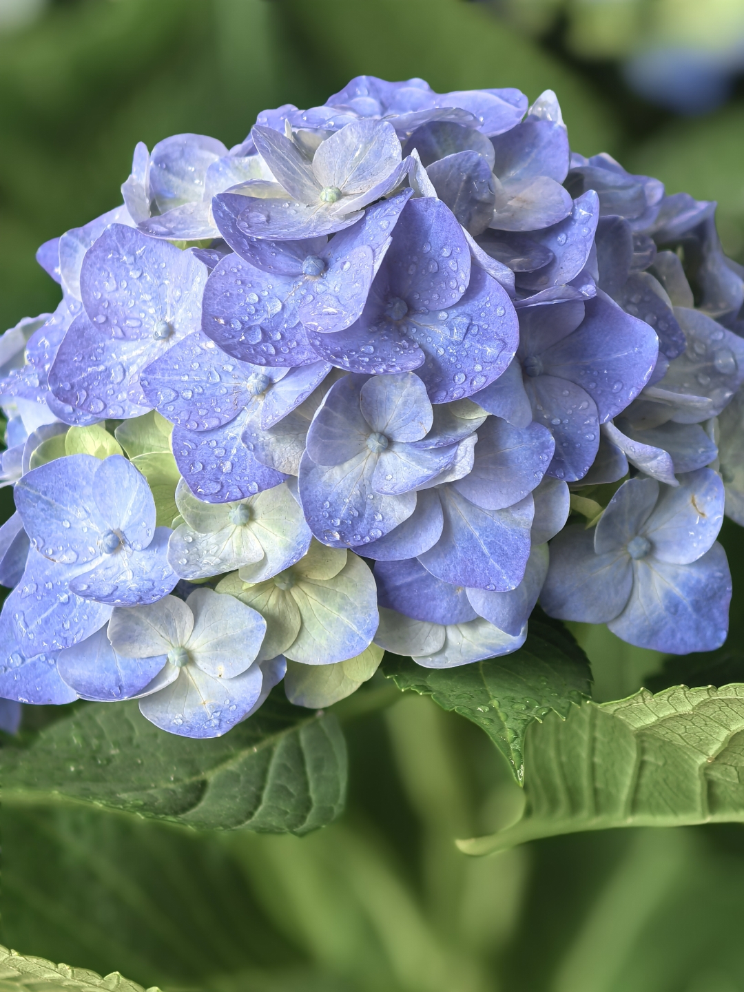 雨珠点缀的绣球花,清新脱俗,宛如初夏的精灵