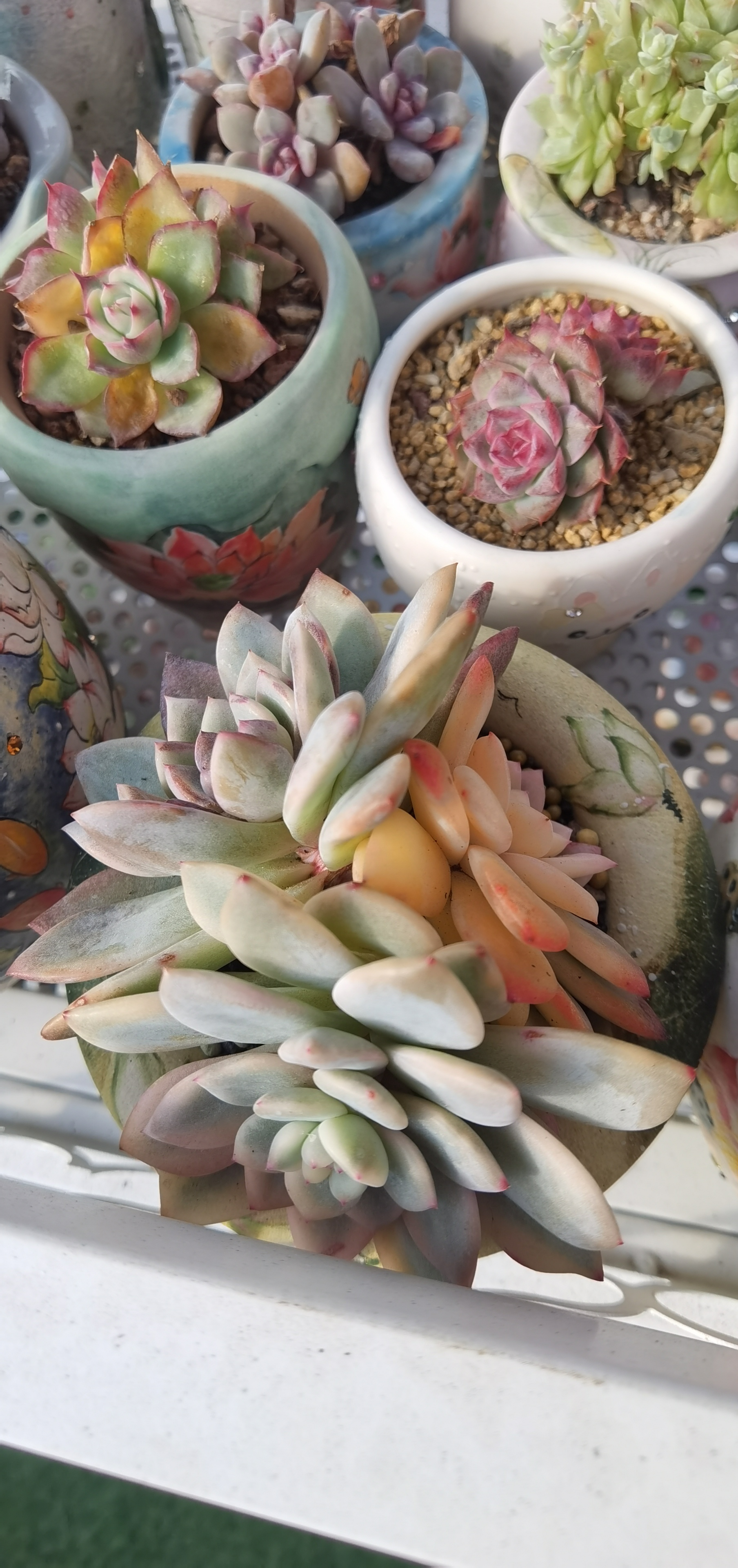 96#多肉植物的绿色乐园