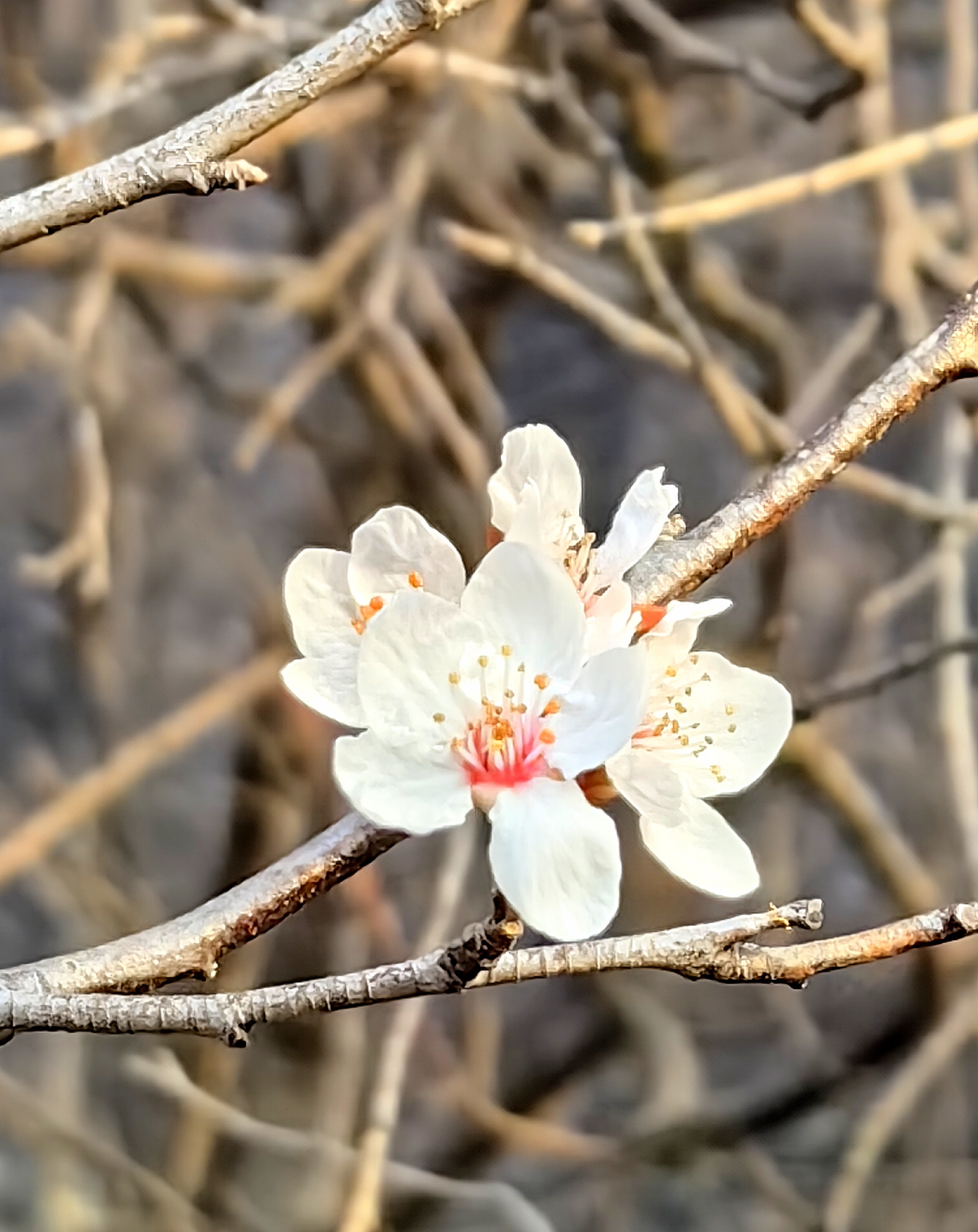 暖冬:杏李不知雪将至,错把暖冬当早春