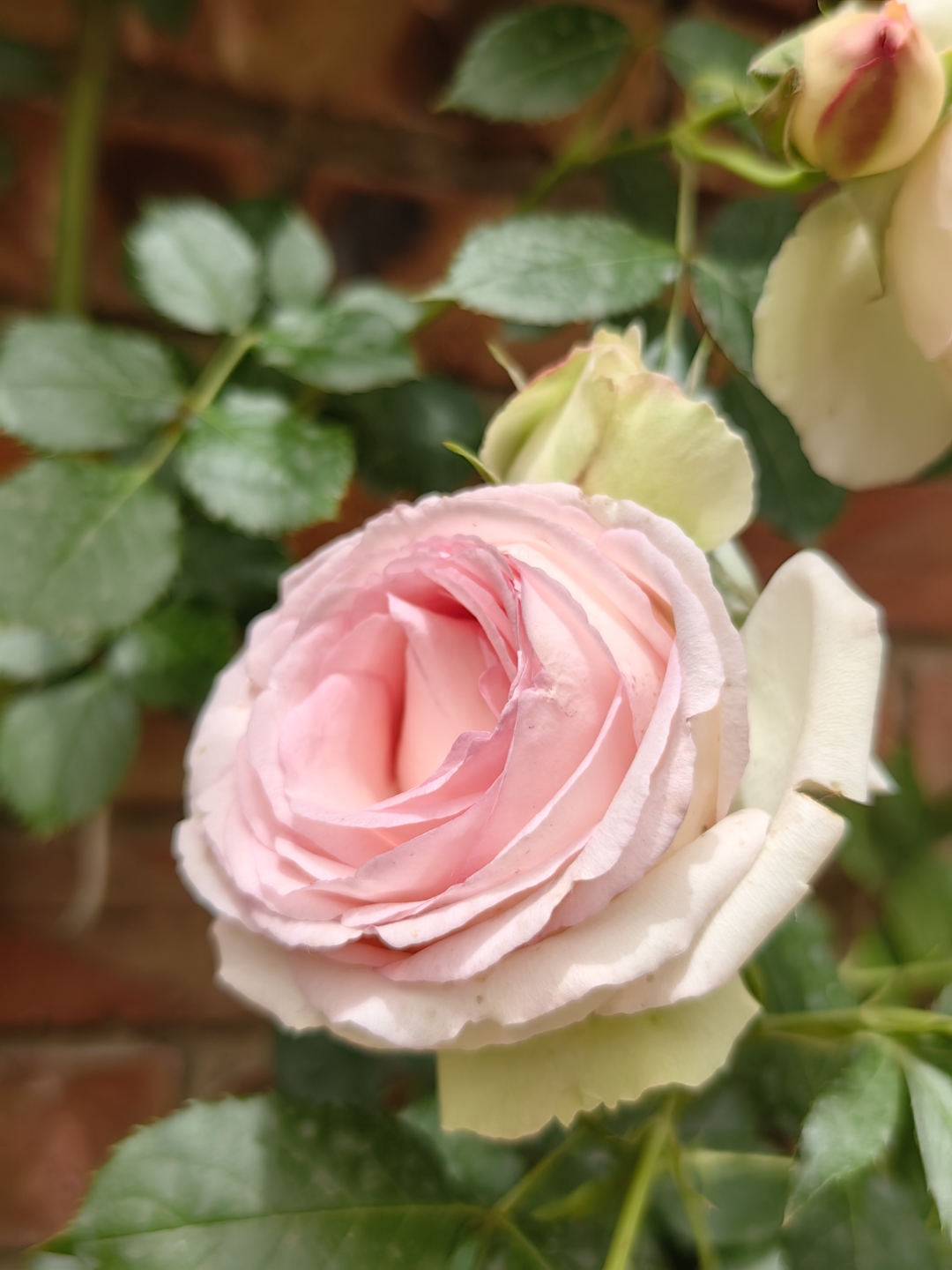 每朵花开得都很标准 群开时的样子真得太美了  柔和的粉