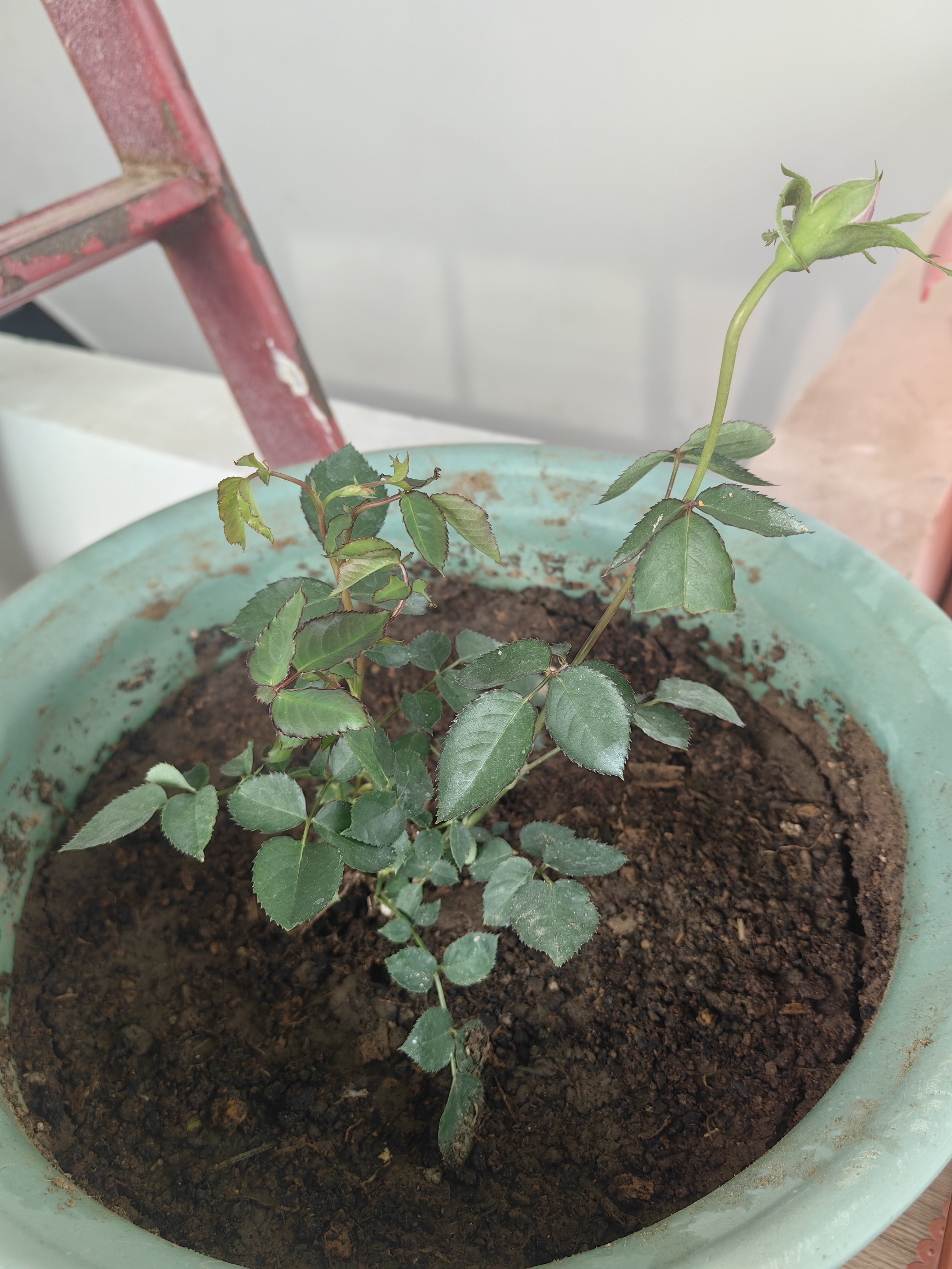 这是入手的两棵月季小苗  ,蓝色风暴和天方夜谭,  已经种好 .