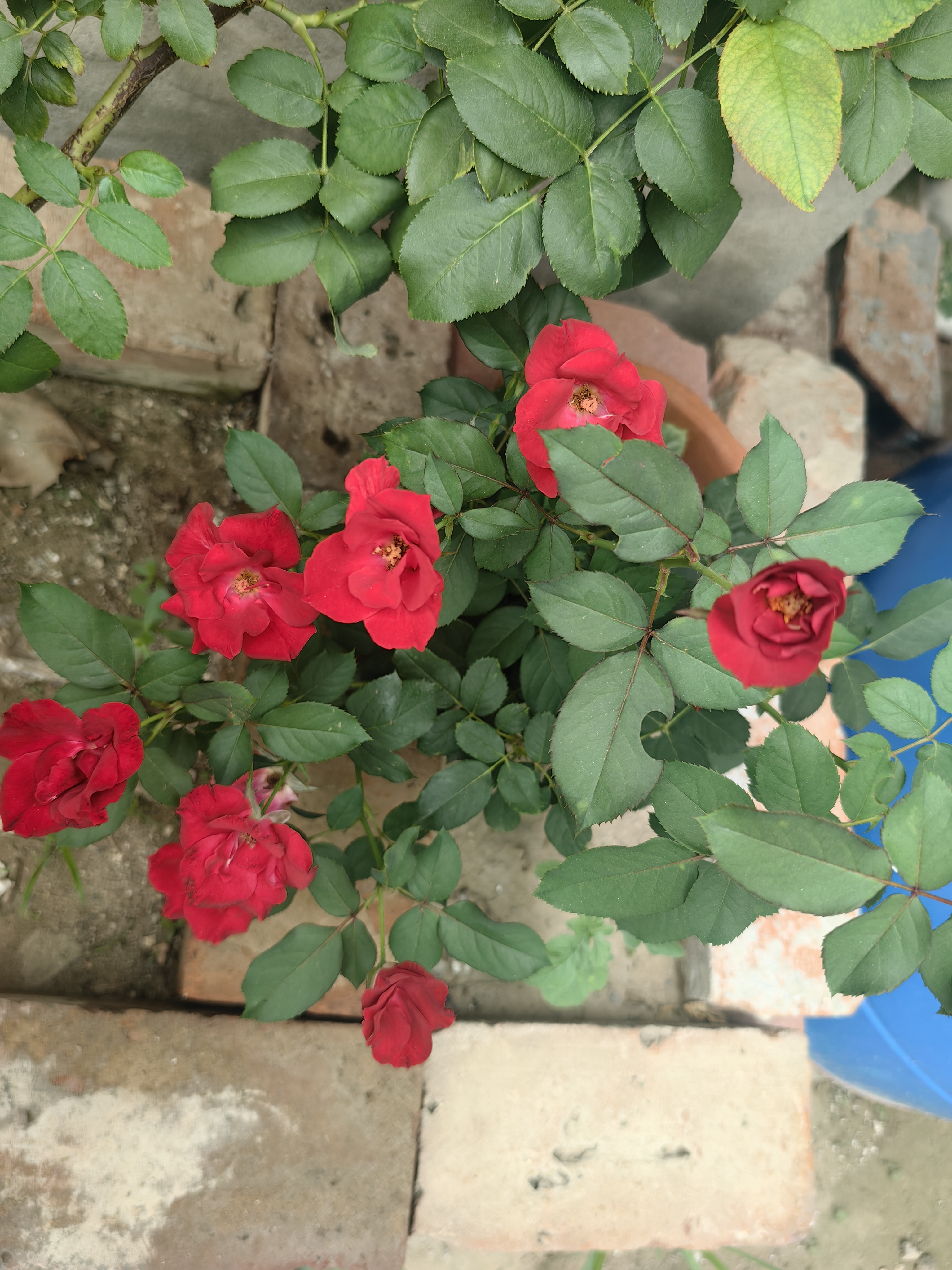 这颗带有绿化带气质的红色单瓣月季花  正直它的高光时刻  植株不大