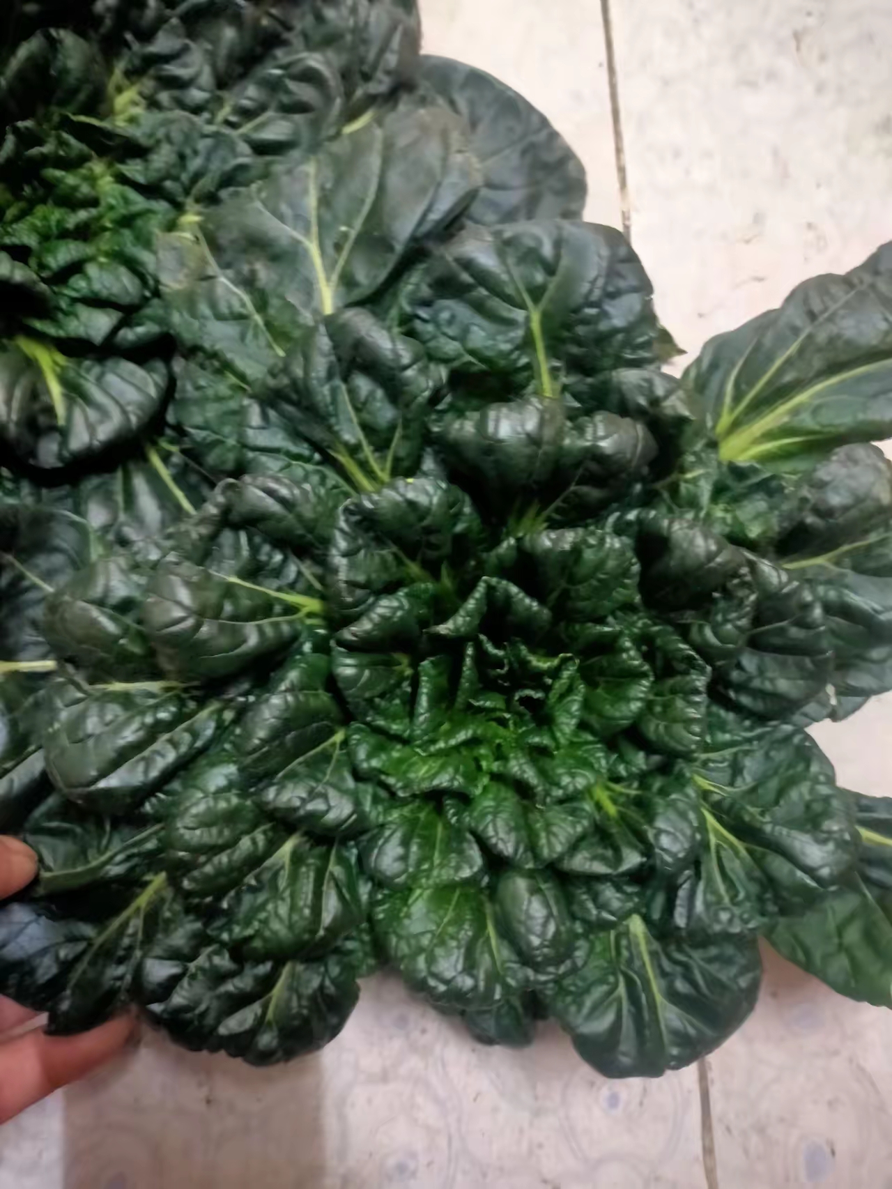 这黑塌菜可特别,它专在冬季生长,而且天气越冷越好吃,尤其是被冻瘪了