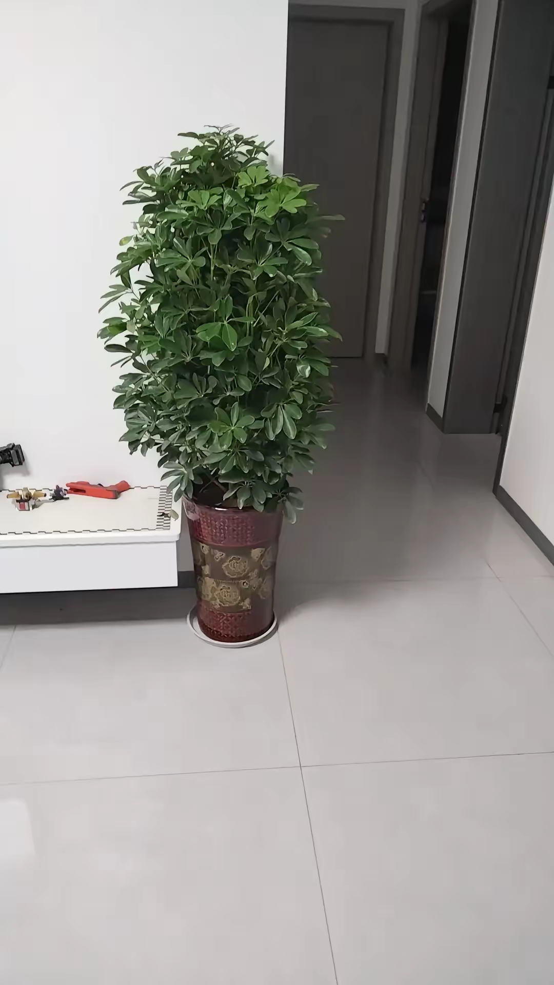 店主说是"发财树",寓意特别好,我一听就心动了,想着摆在家里也挺好看