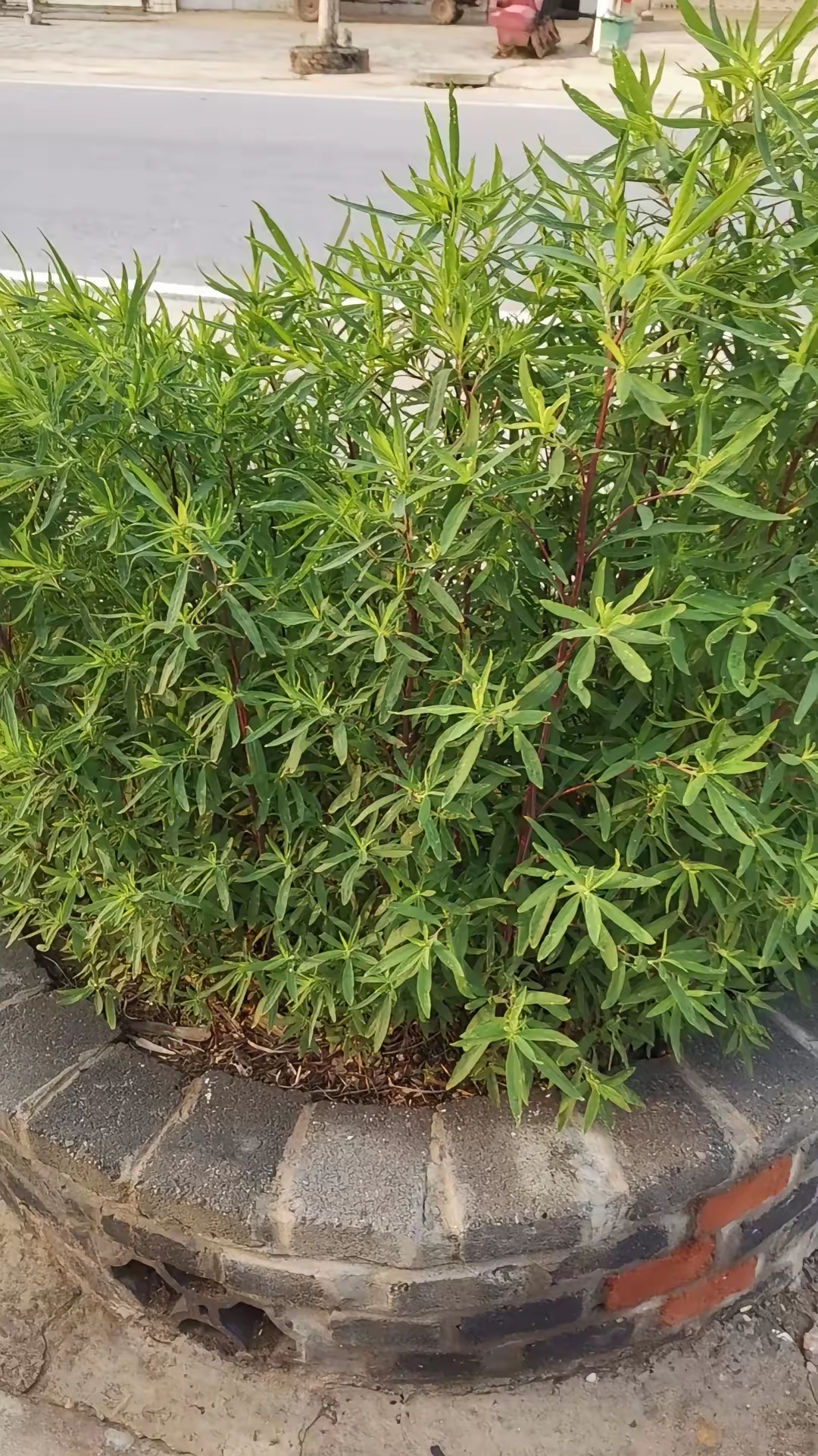 家家户户门口都长着几丛,仙ㄖ忝缫 扫把叶图片扫帚树扫把树绿绿的长的