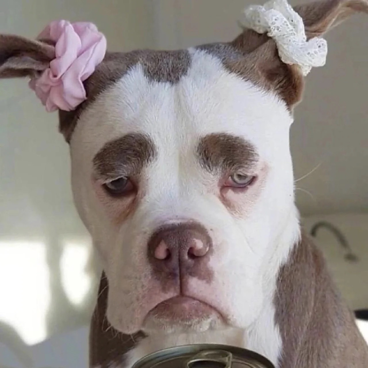 这些搞笑动物图片太可爱了