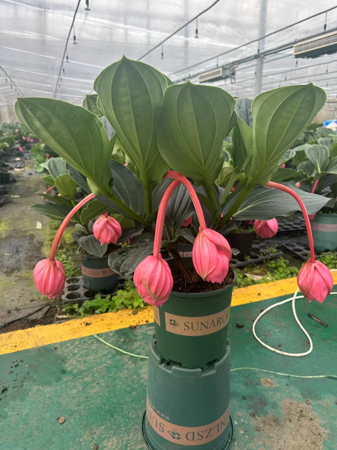 荷兰进口宝莲灯 室内高端花卉