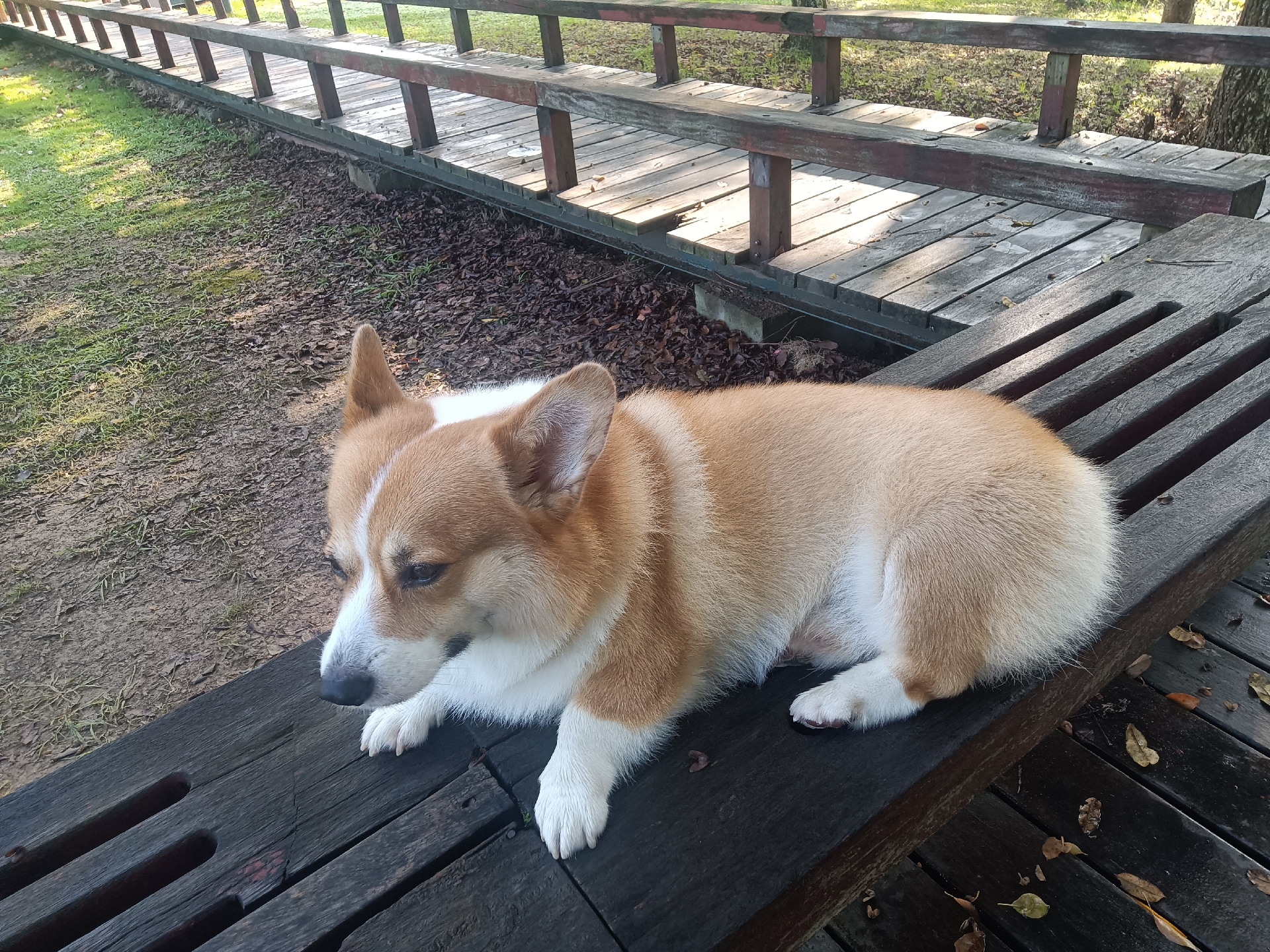 打瞌睡的汪星人,估计见过大场面,对路人没啥子兴趣!