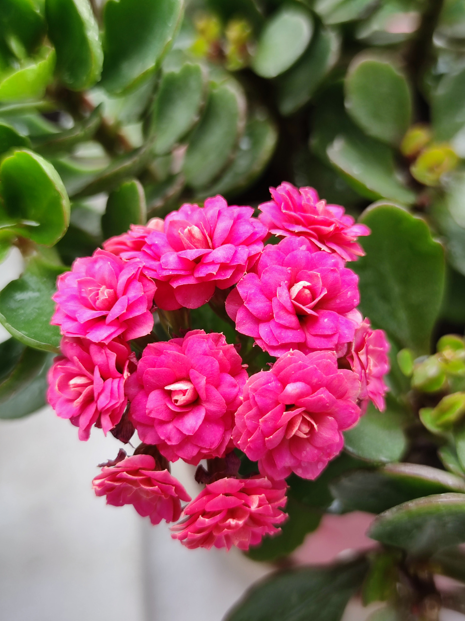 [心][心][鲜花][鲜花][福到][福到]原创作品#春日解忧杂货店