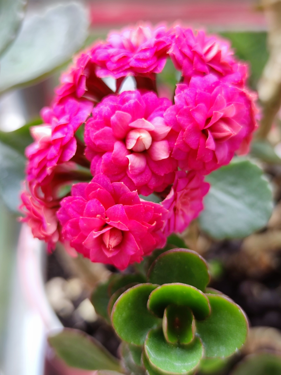 今天的长寿花,在春日暖阳的照耀下更加灿烂![鲜花][鲜花]原创作品