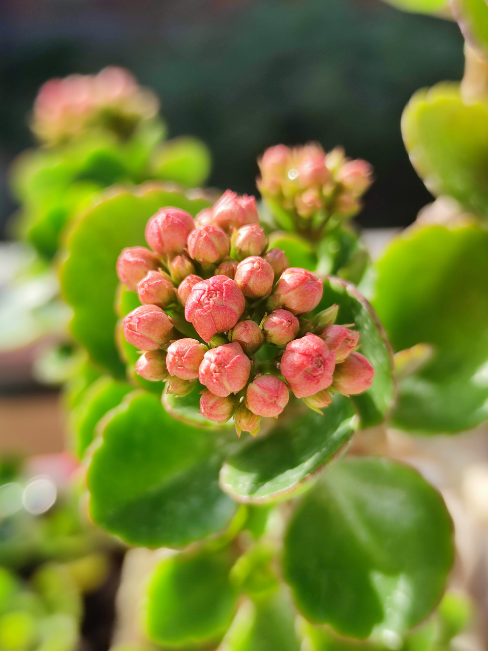 长寿花杰克图片