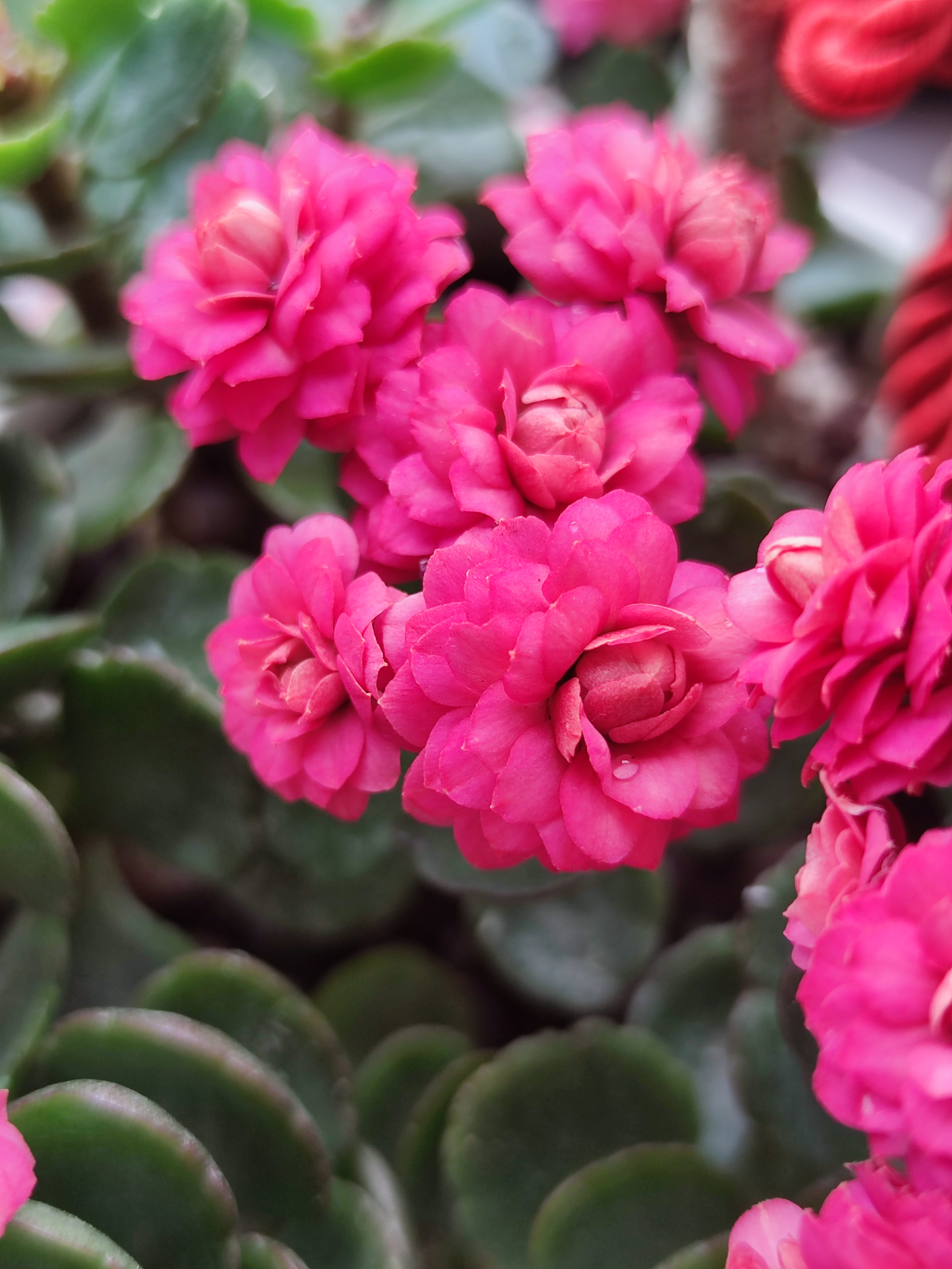 长寿花芳菲图片图片