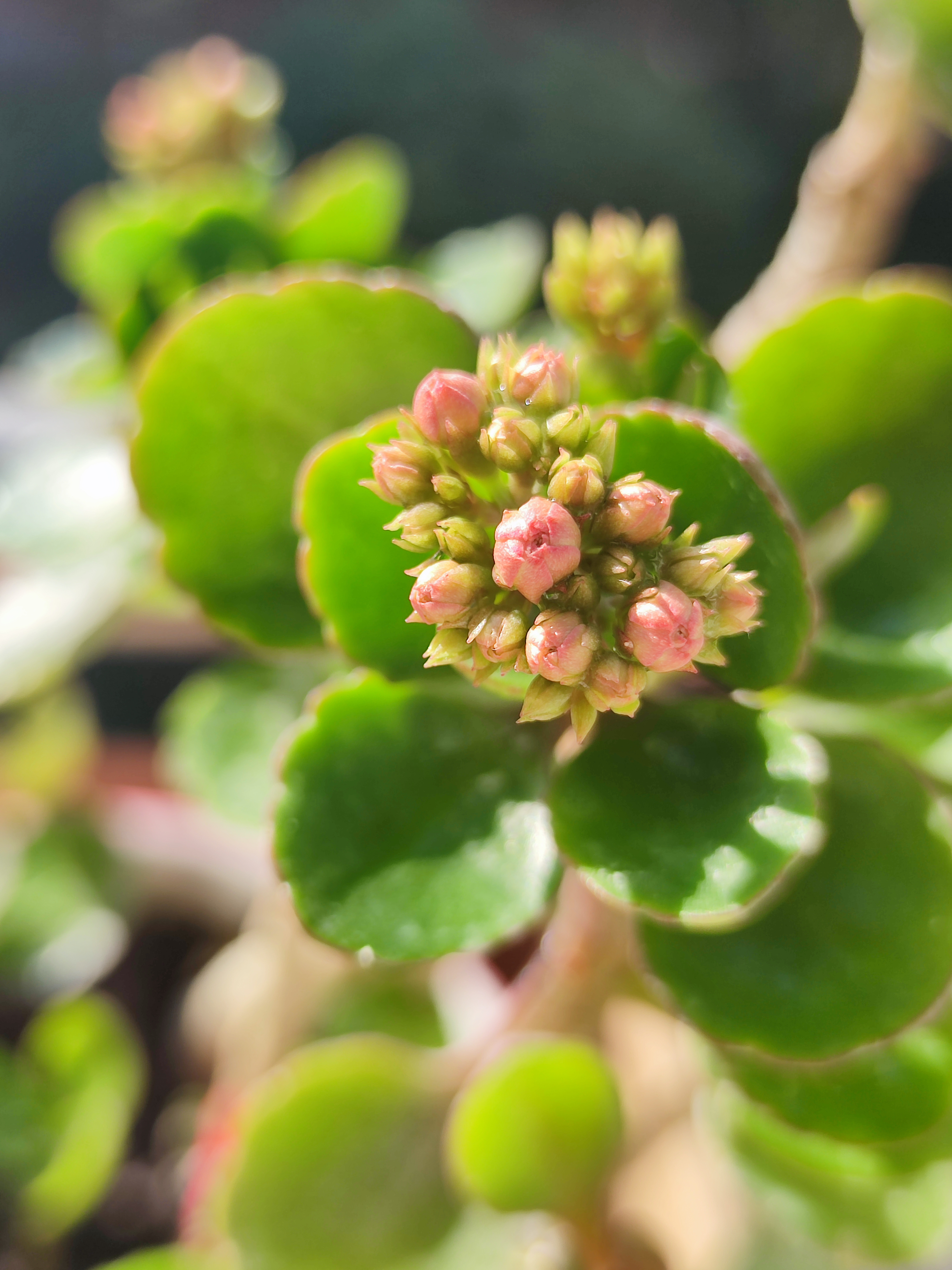 我家长寿花,开心成长!晒着太阳,真幸福!