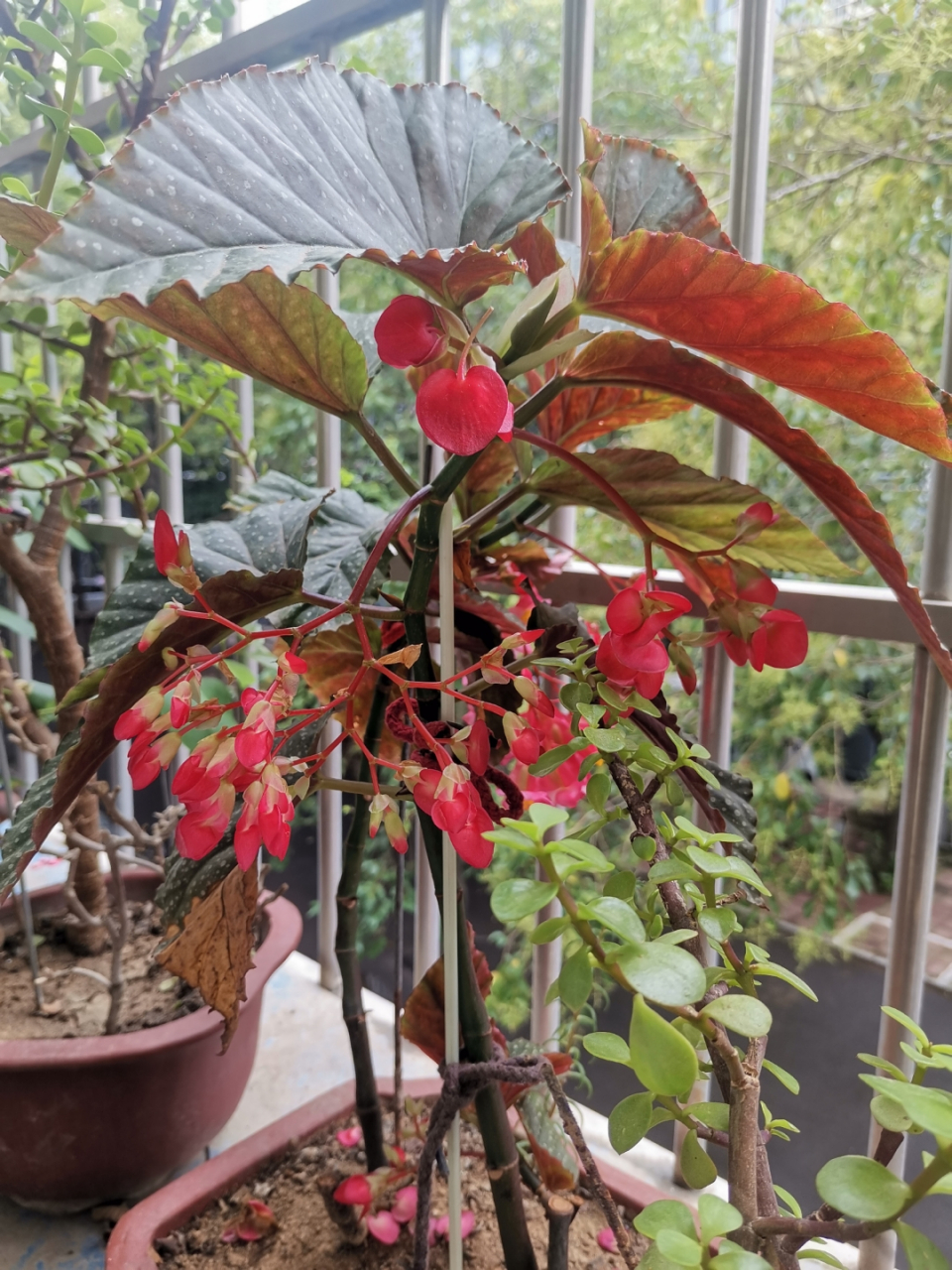 我家的竹节海棠开花了!还有龟背竹的叶子好绿![鲜花][鲜花]原创作品