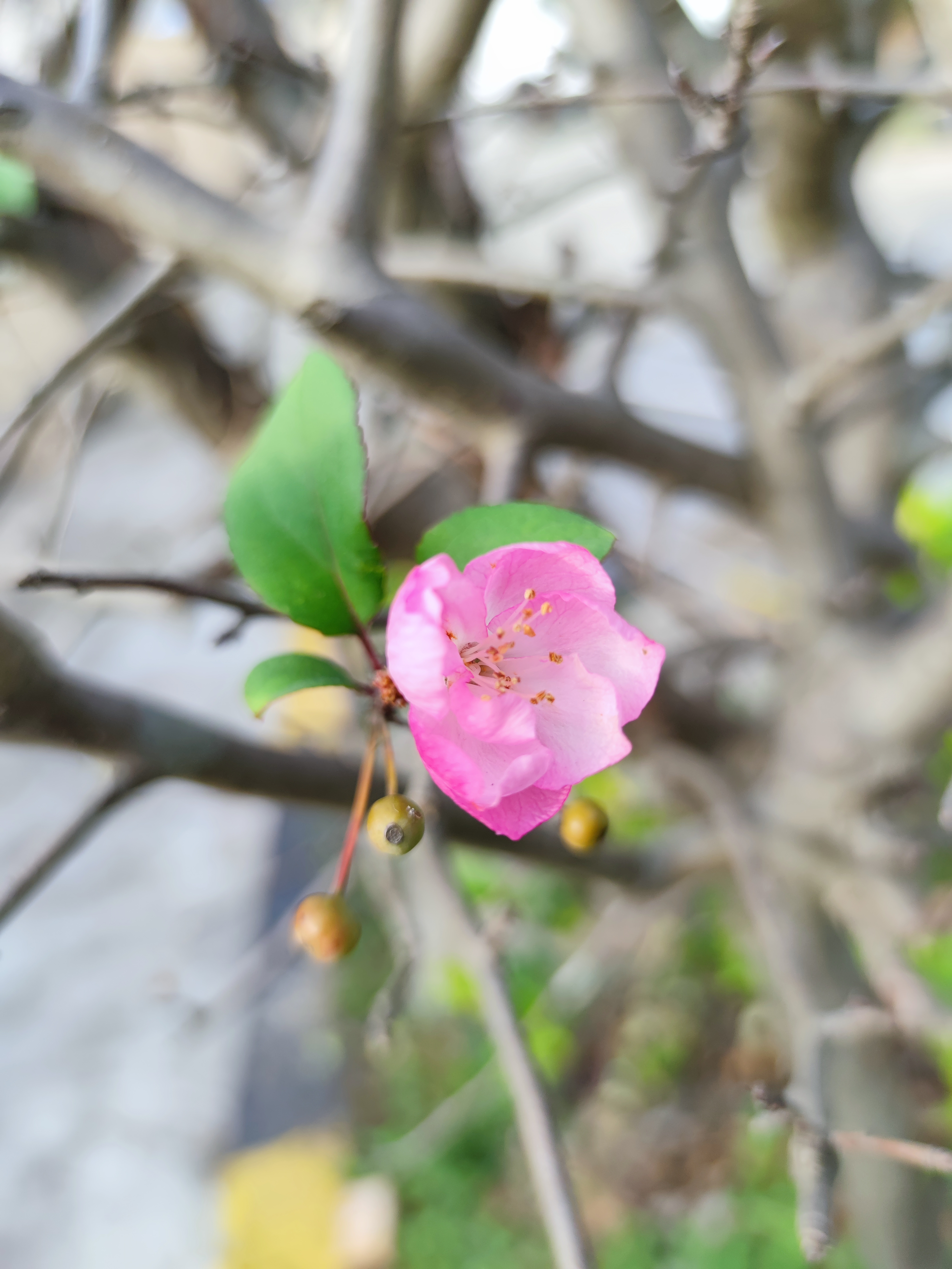 竞相开放～冬日好风光![鲜花][鲜花]原创作品