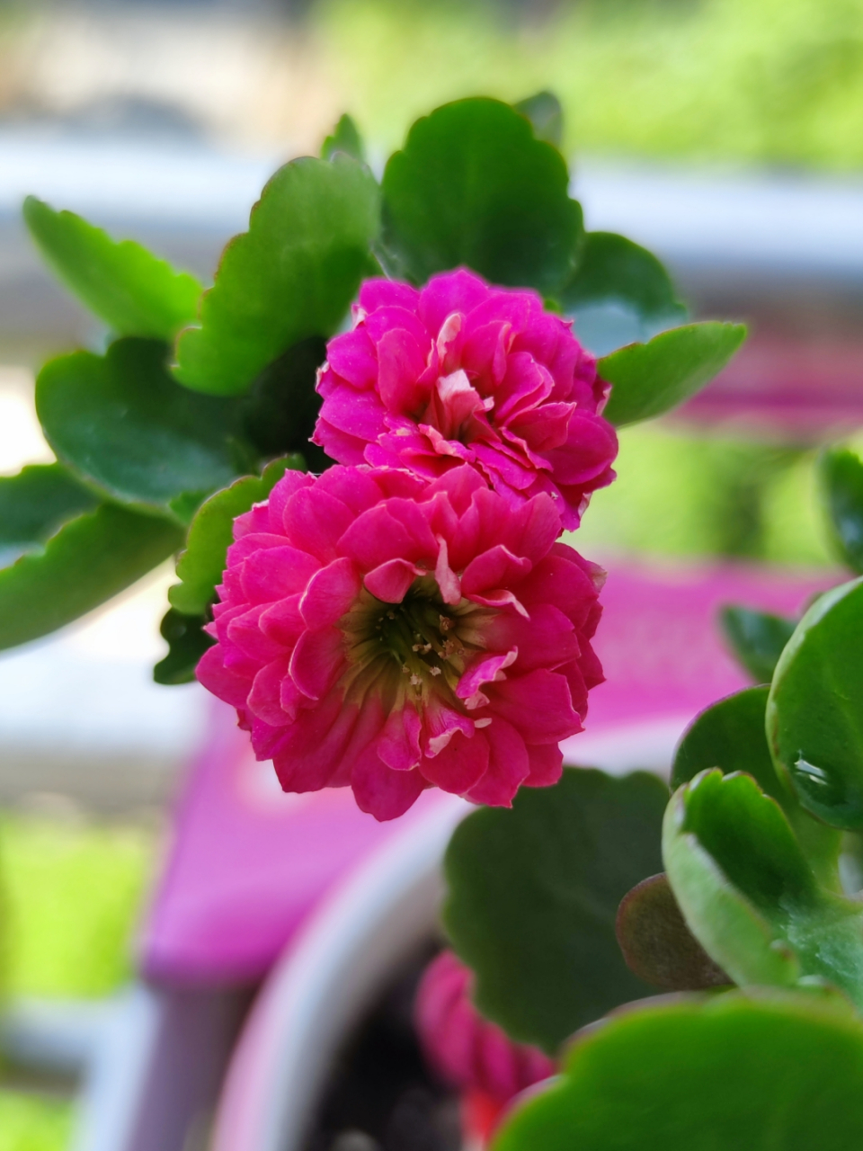 我养的长寿花,美丽又可爱![鲜花][鲜花]原创作品