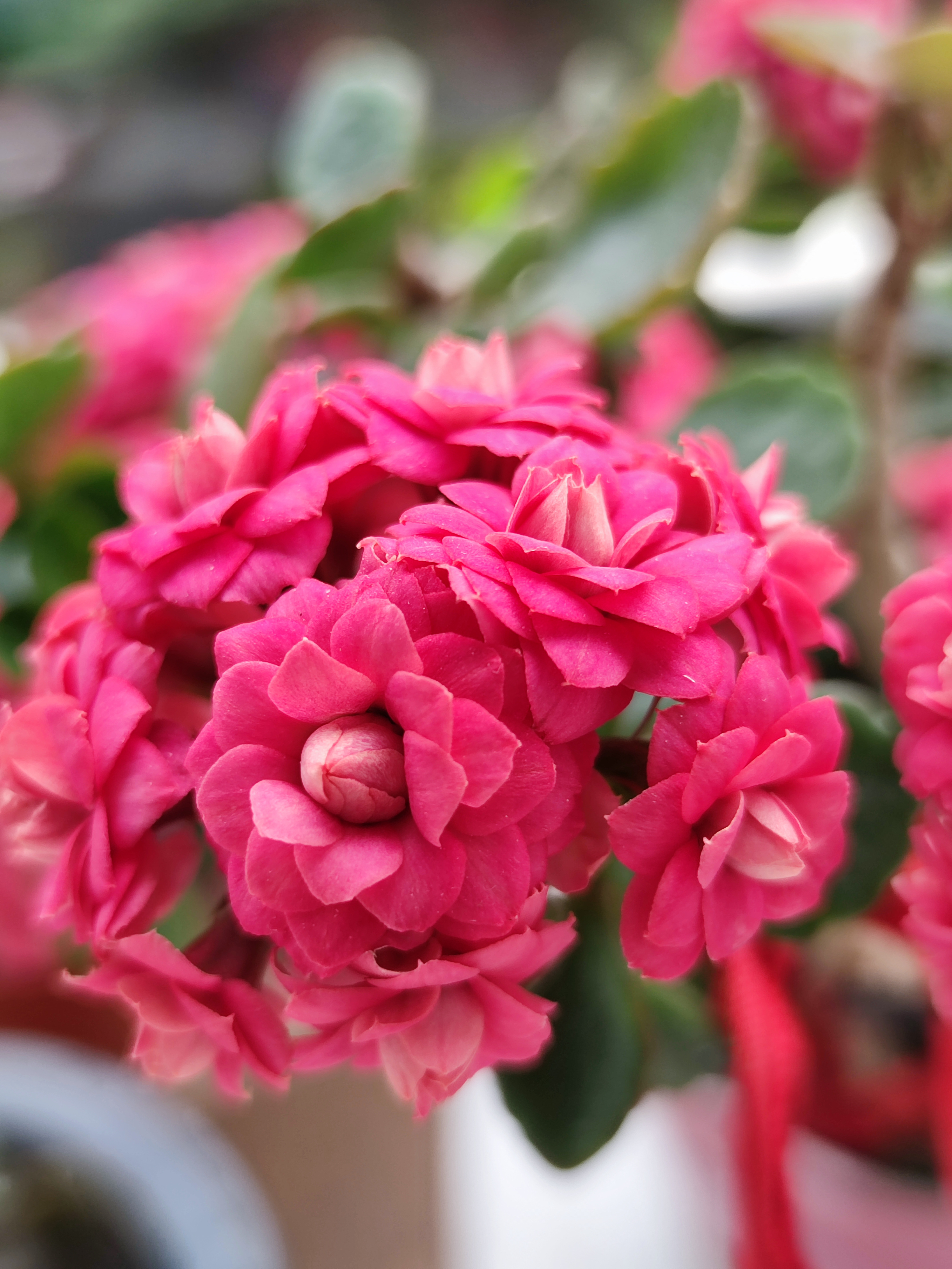 飒飒哒![赞同][赞同]原创作品#云上春山踏青季