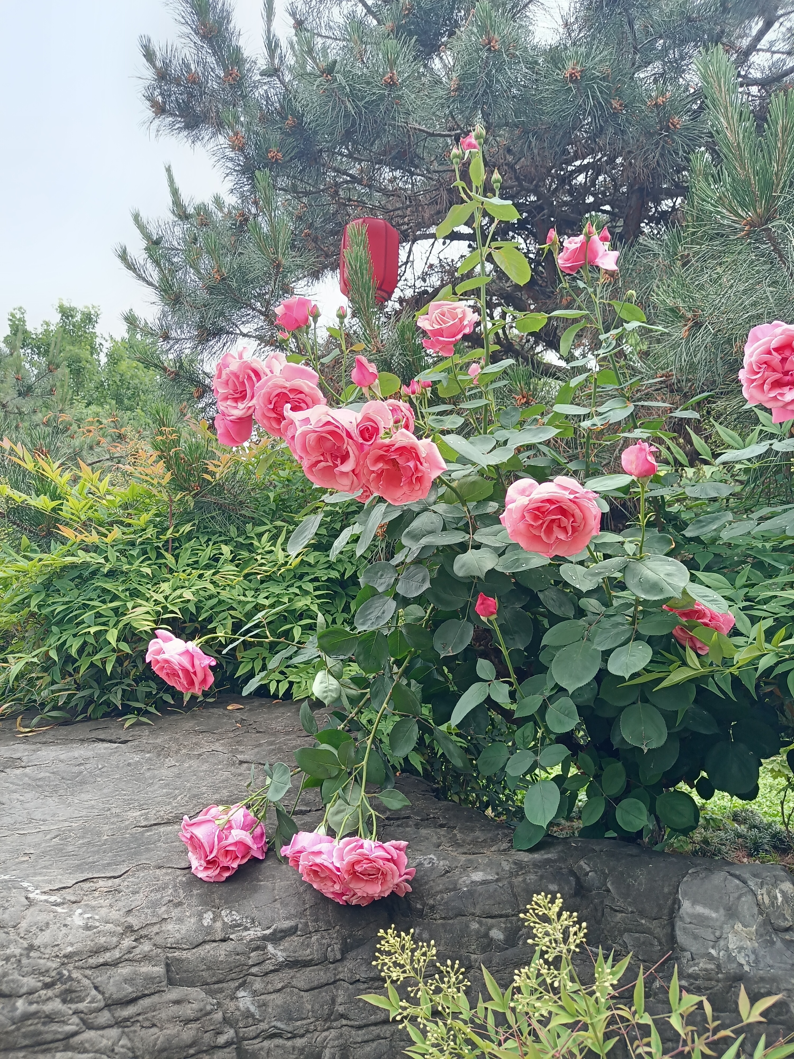 石头花坛玫瑰花图片