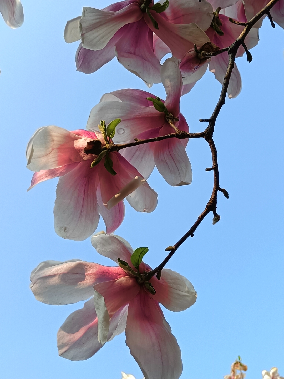 9498木兰花开,春的气息扑面而来!