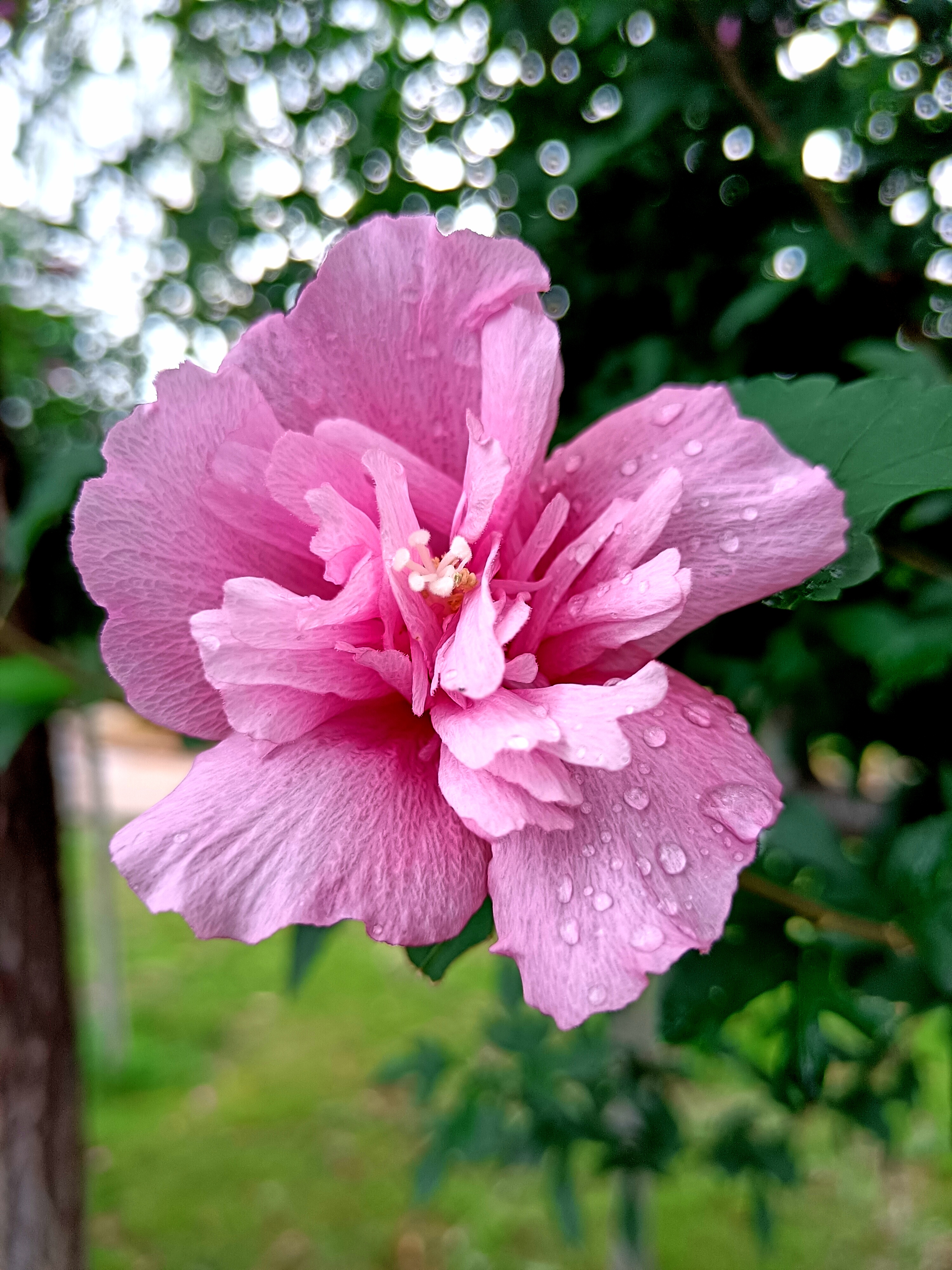 雨后花园