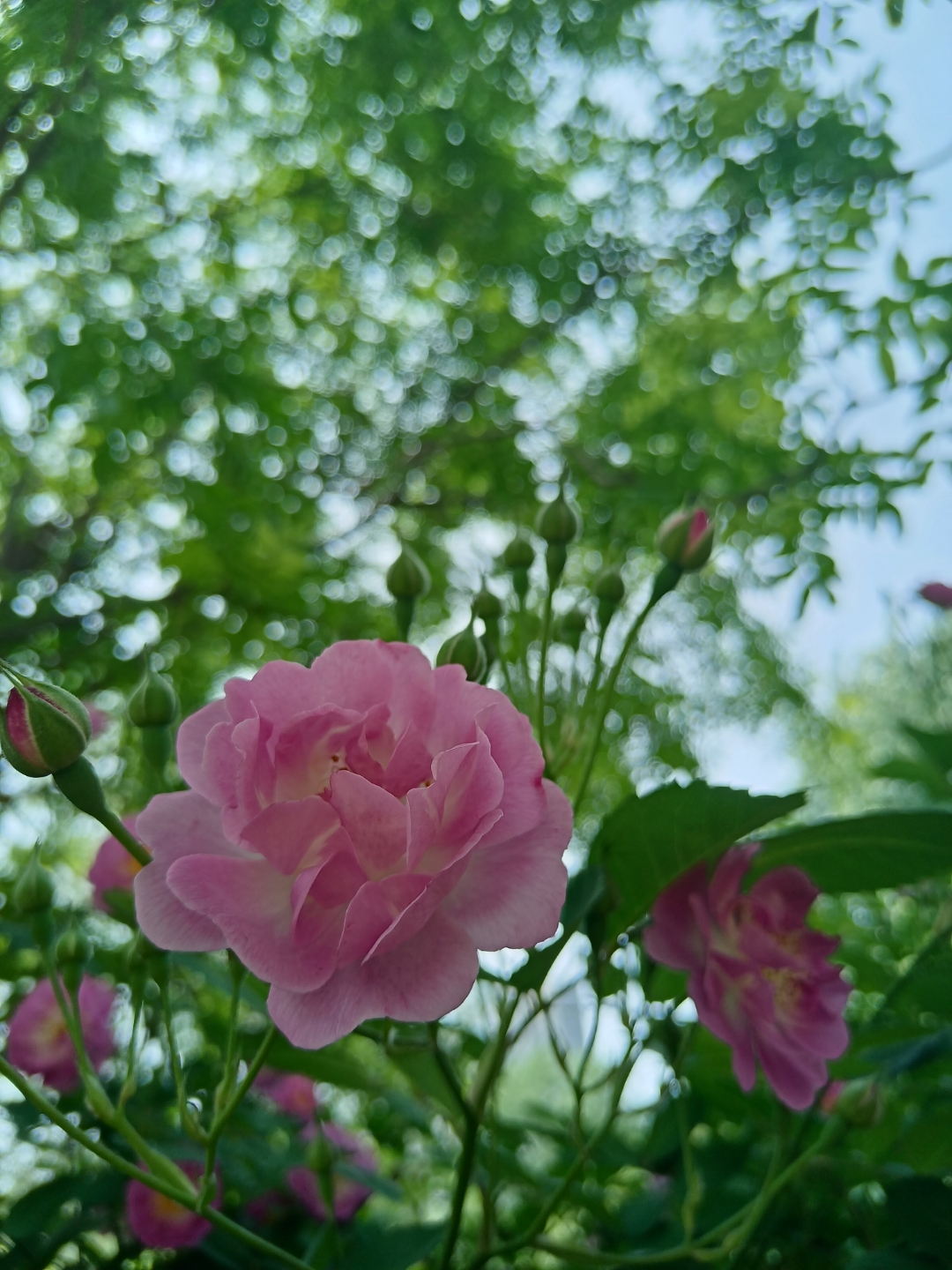 今天偶然发现这束渐变粉玫瑰,简直美到窒息!