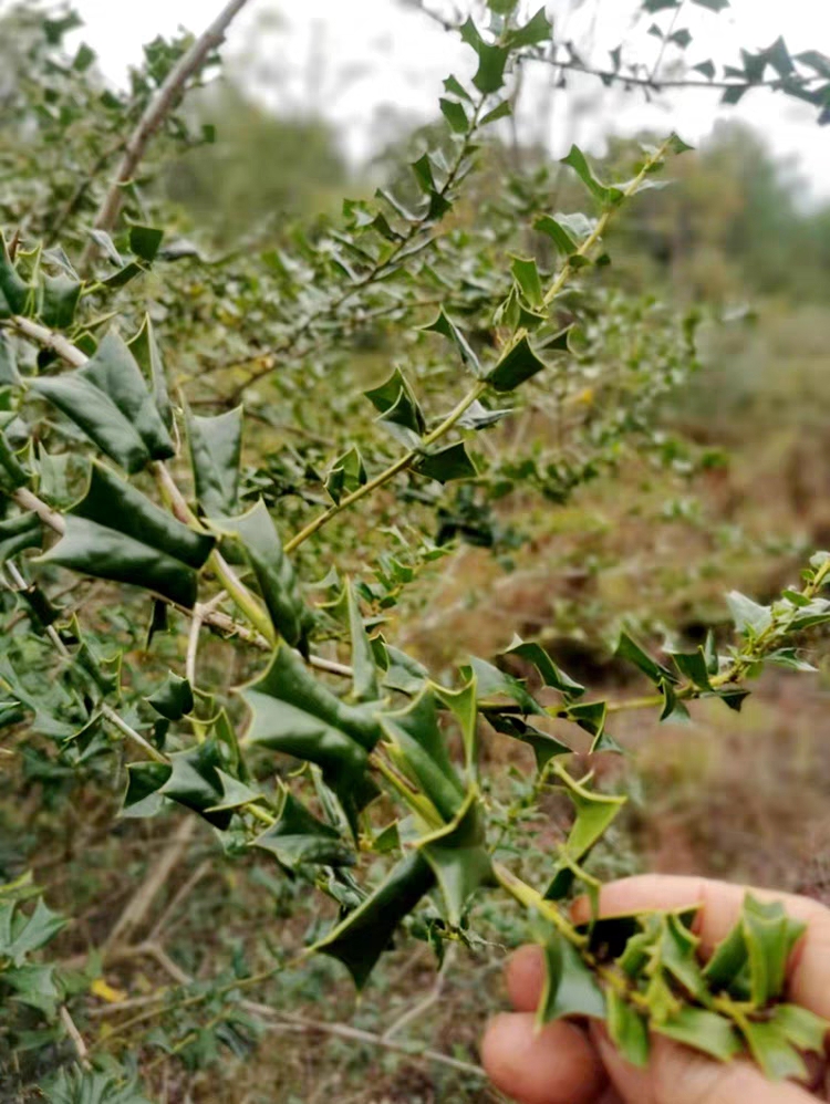 ,勾起了我的童年竹签地刺图片棘篱羊角棘图片锯齿藤