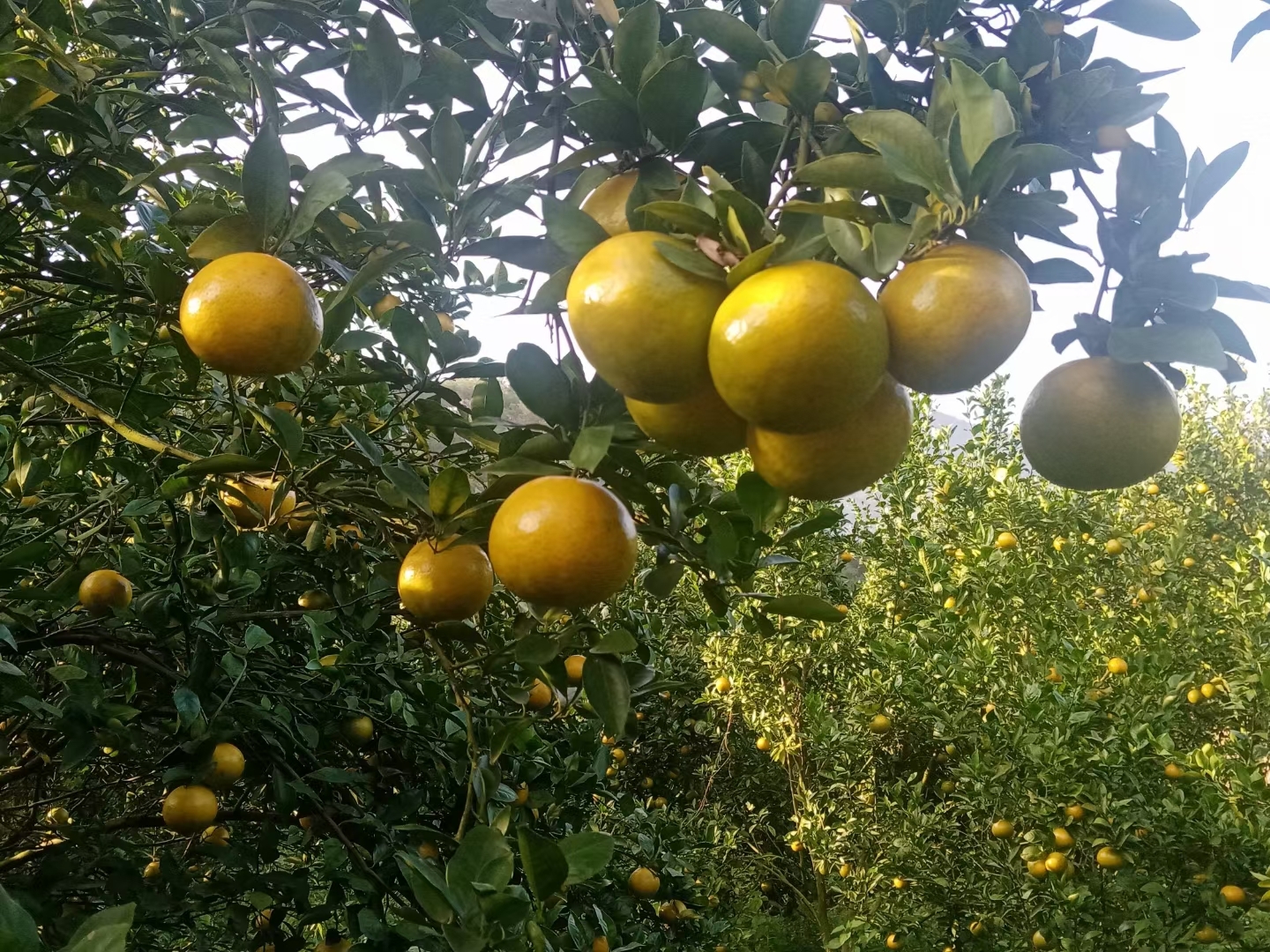 本地美食推荐官# #美食开箱# 德庆皇帝柑 "在金秋的阳光下,这棵柑子