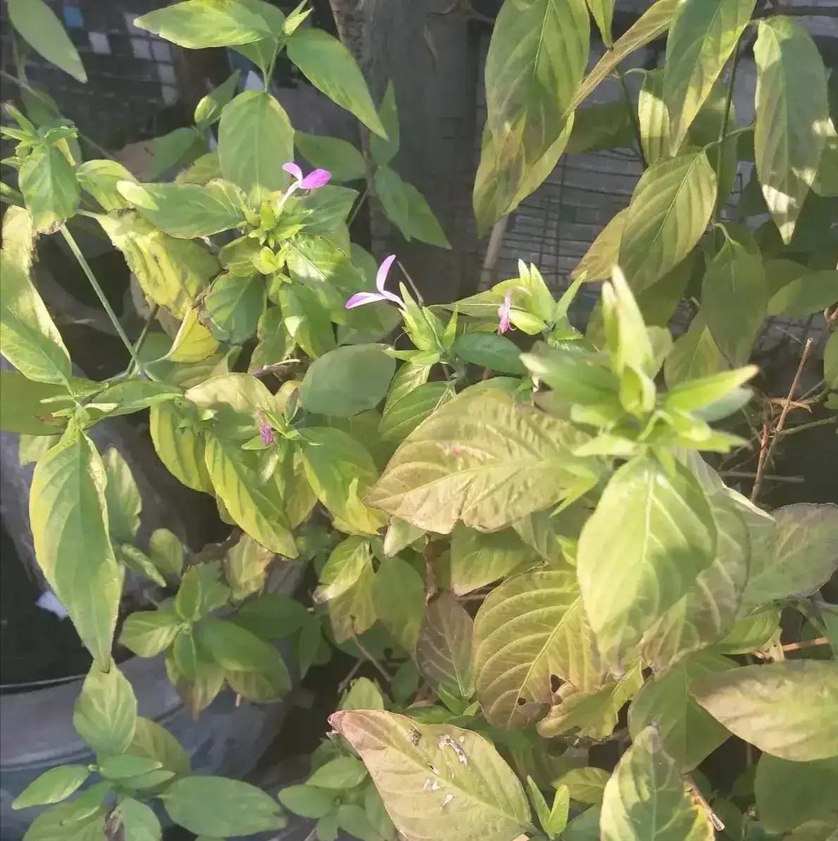 我们的咸肉粽都会加入红蓝草的叶子.