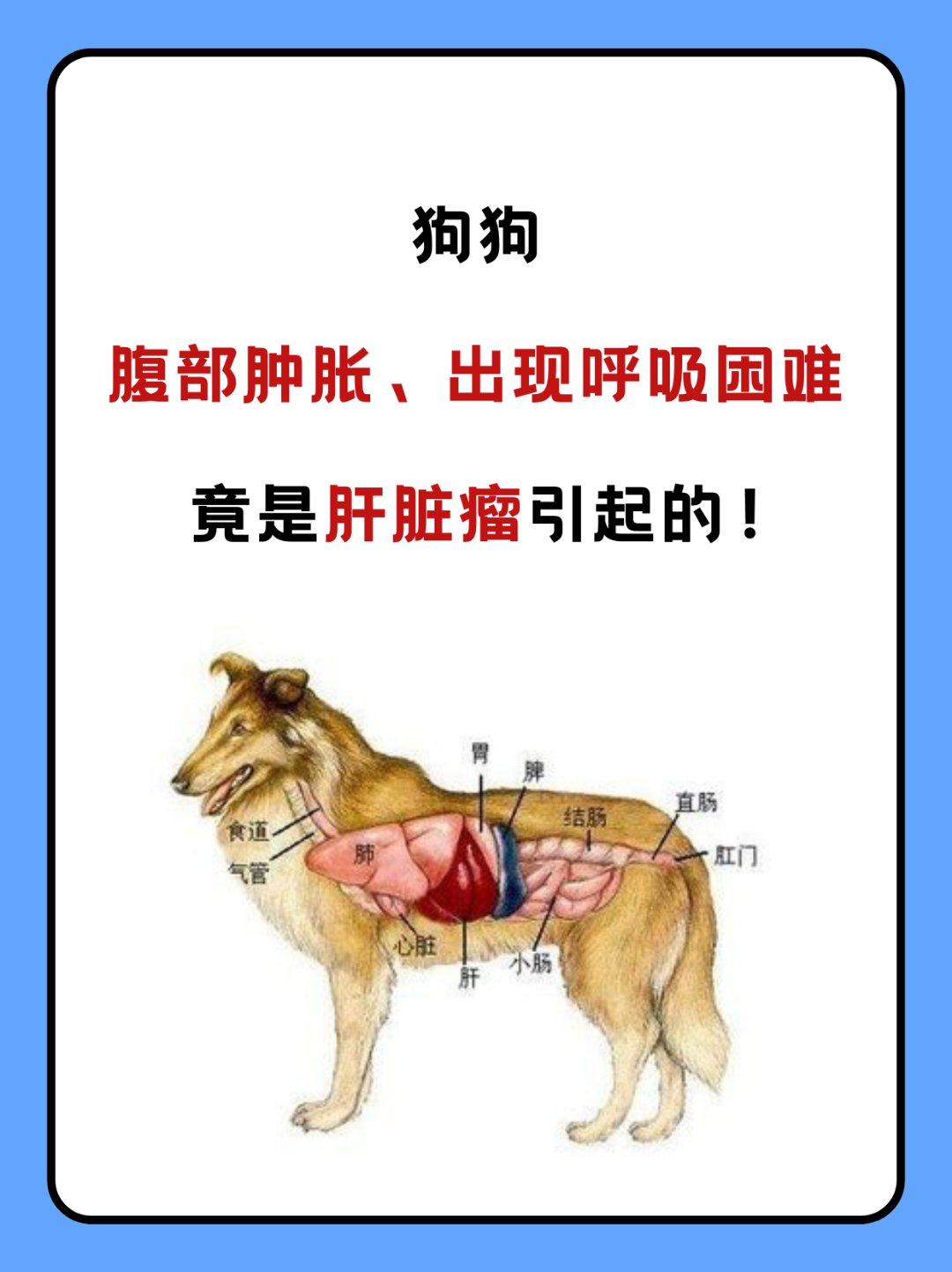 的膀胱是长在直肠上吗狗狗的肝形状狗患传染性肝炎时肝细胞的变性坏死