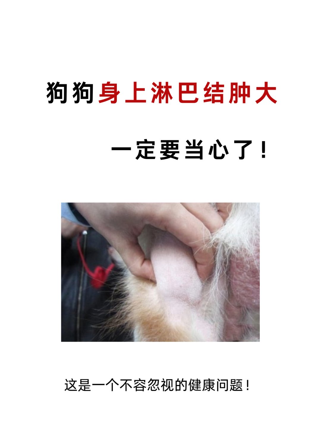狗狗身上淋巴结肿大是一个需要重视的症状,这是淋巴瘤的一个常见毕种