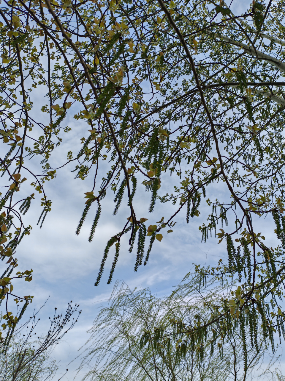 三根杨树花掉下来,好像毛毛虫问你好