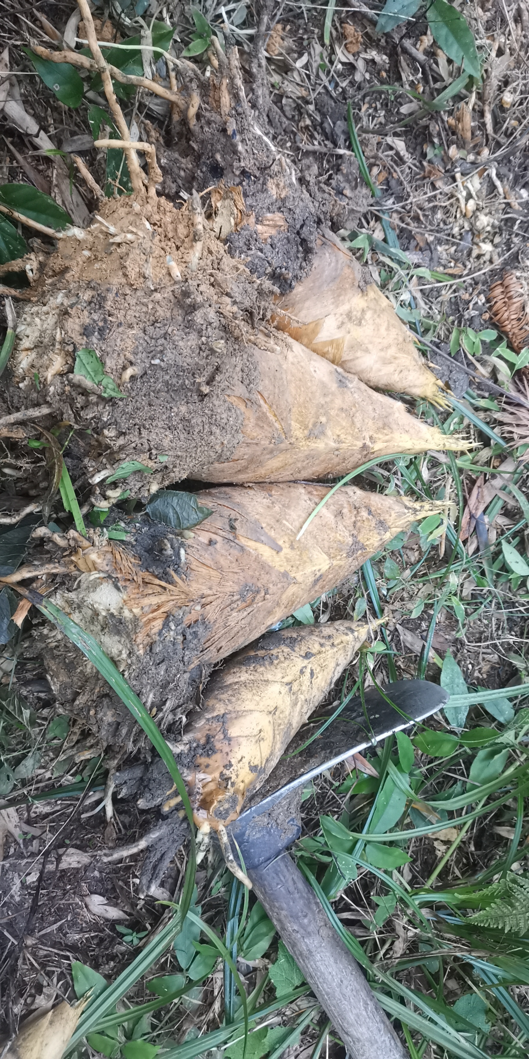 今日挖到的笋王3.4斤