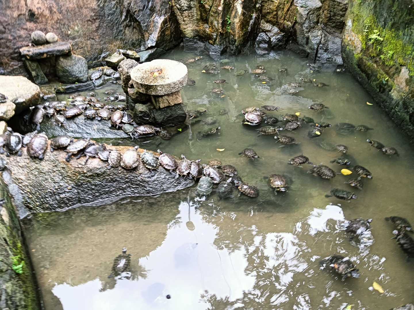 一池的王八@行走的天涯咫尺的动态