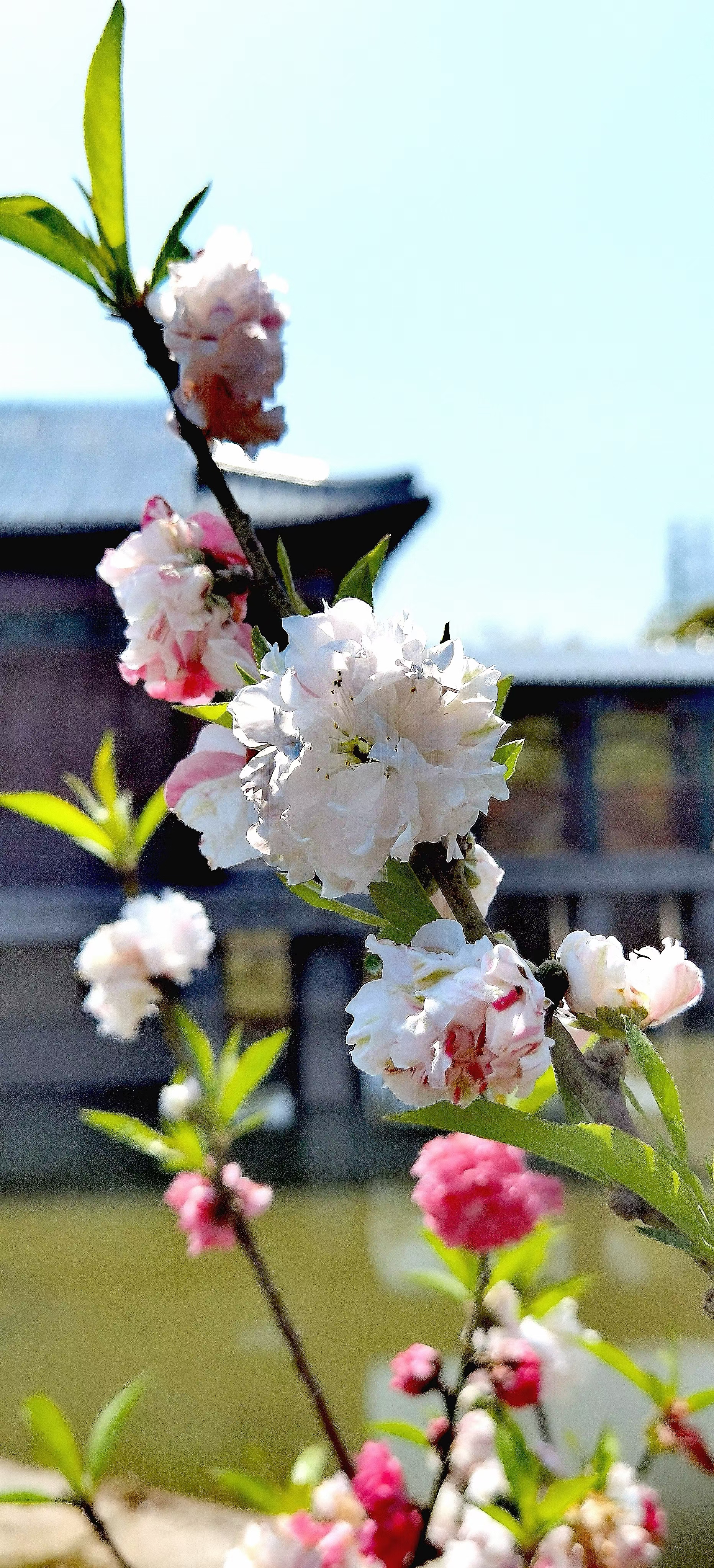 松尾芭蕉 樱花图片