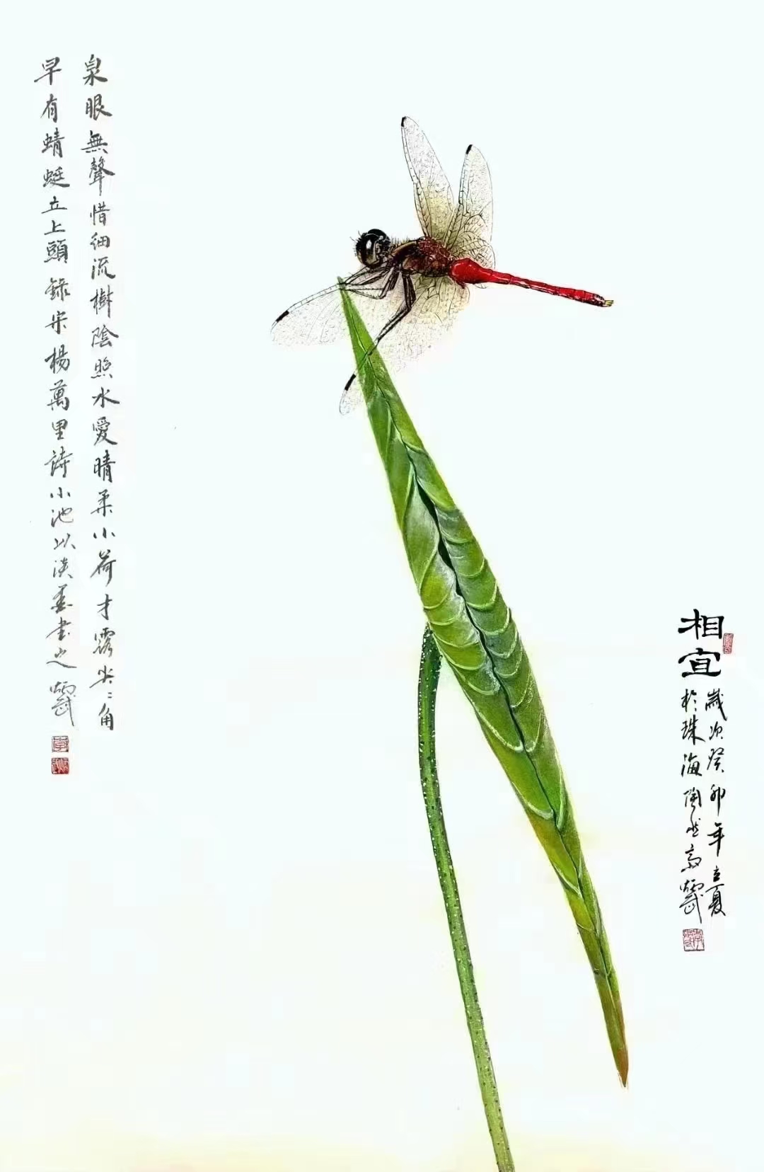 小荷才露尖尖角,早有蜻蜓立上头