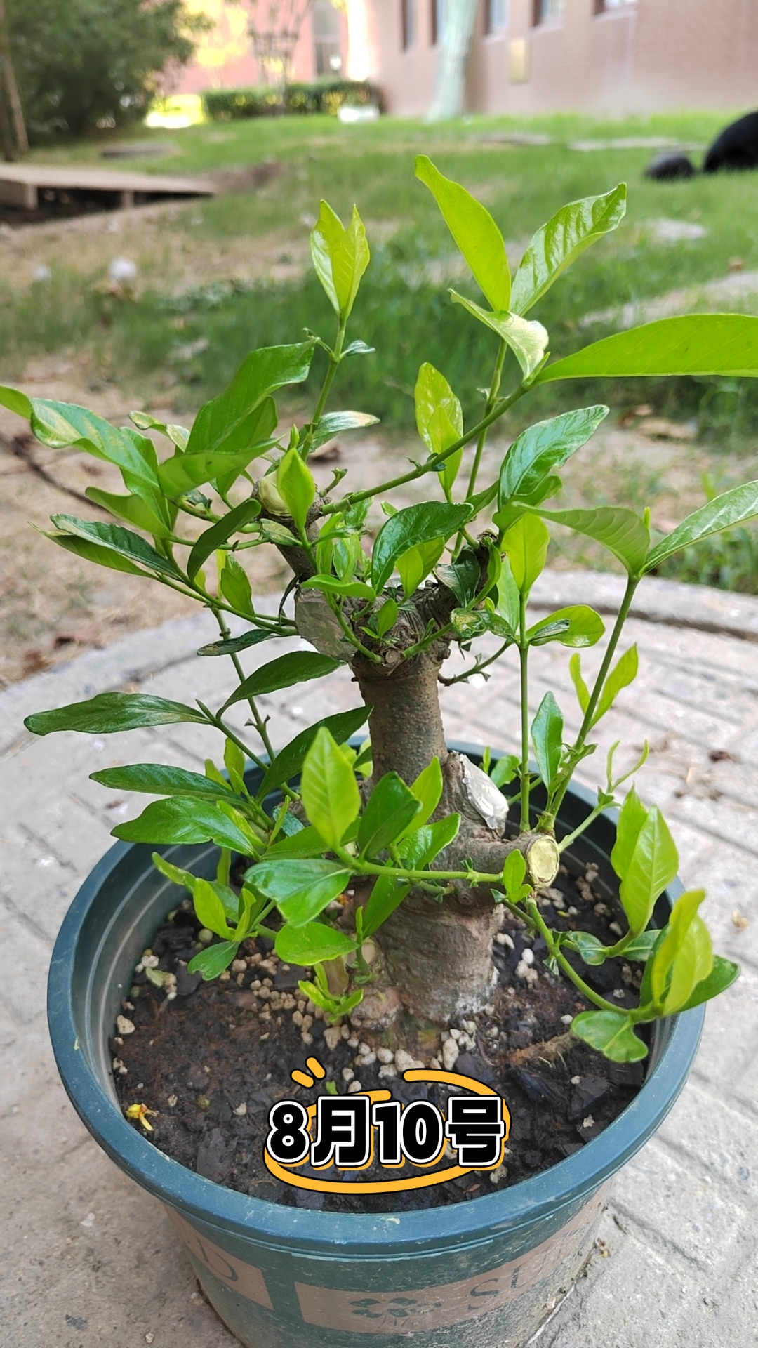 栀子花老桩20天的逼芽爆芽过程[欧耶][欧耶][欧耶]