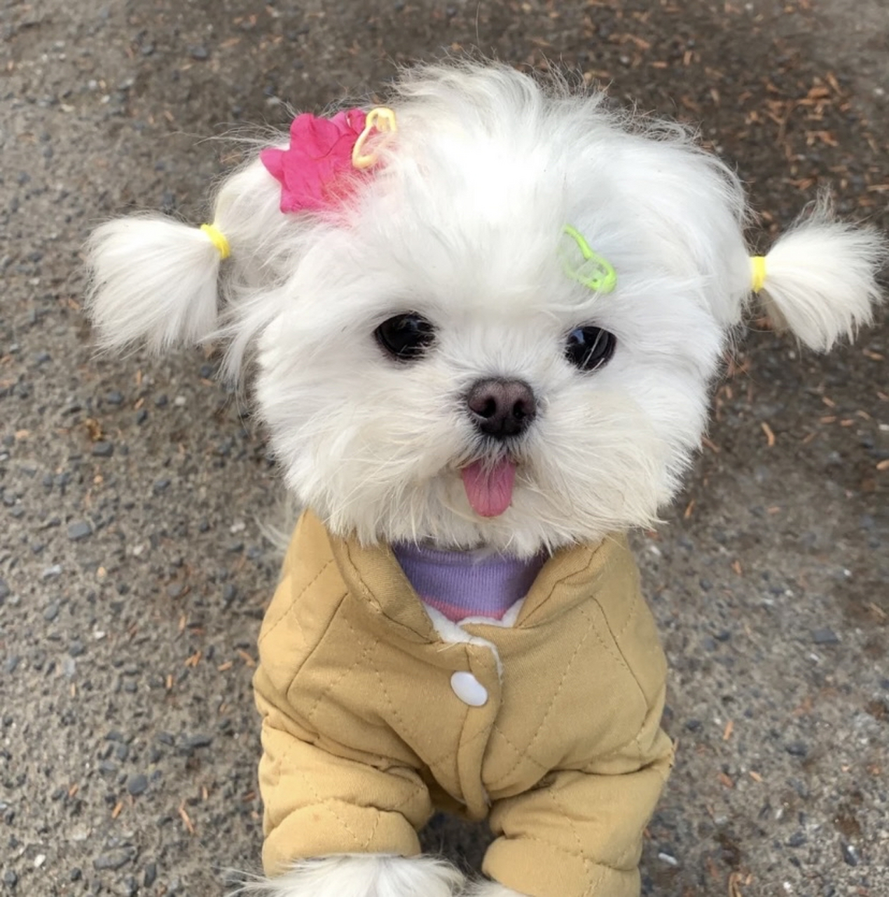 超多修勾的微信背景图pick#微信背景图# #狗狗# #萌宠# #治愈# #照片