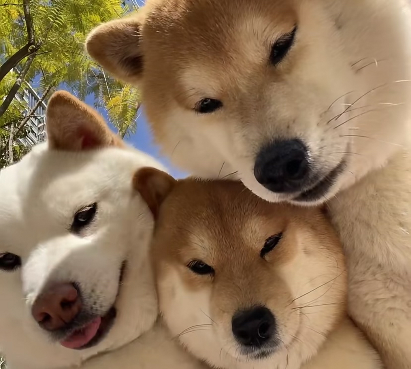 超多修勾的微信背景图pick#微信背景图# #狗狗# #萌宠# #治愈# #照片