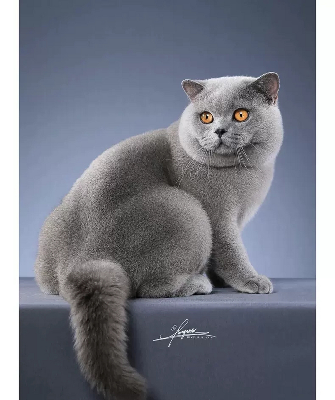 搞笑萌宠#这是隔壁老王家的猫,可惜不是我家的.真让人眼馋!